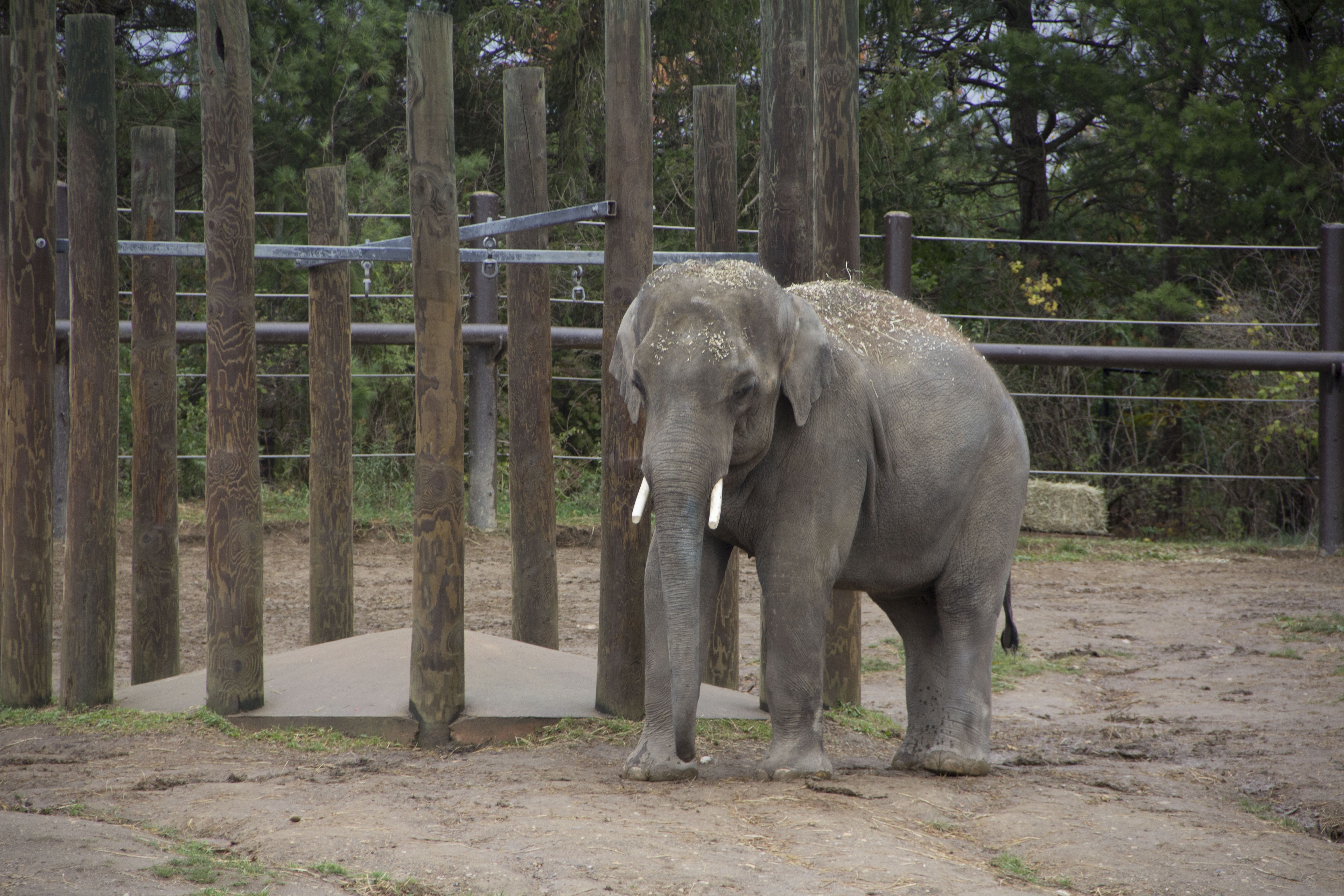 Au cœur du zoo  L’attente de l’éléphanteau (2).jpg