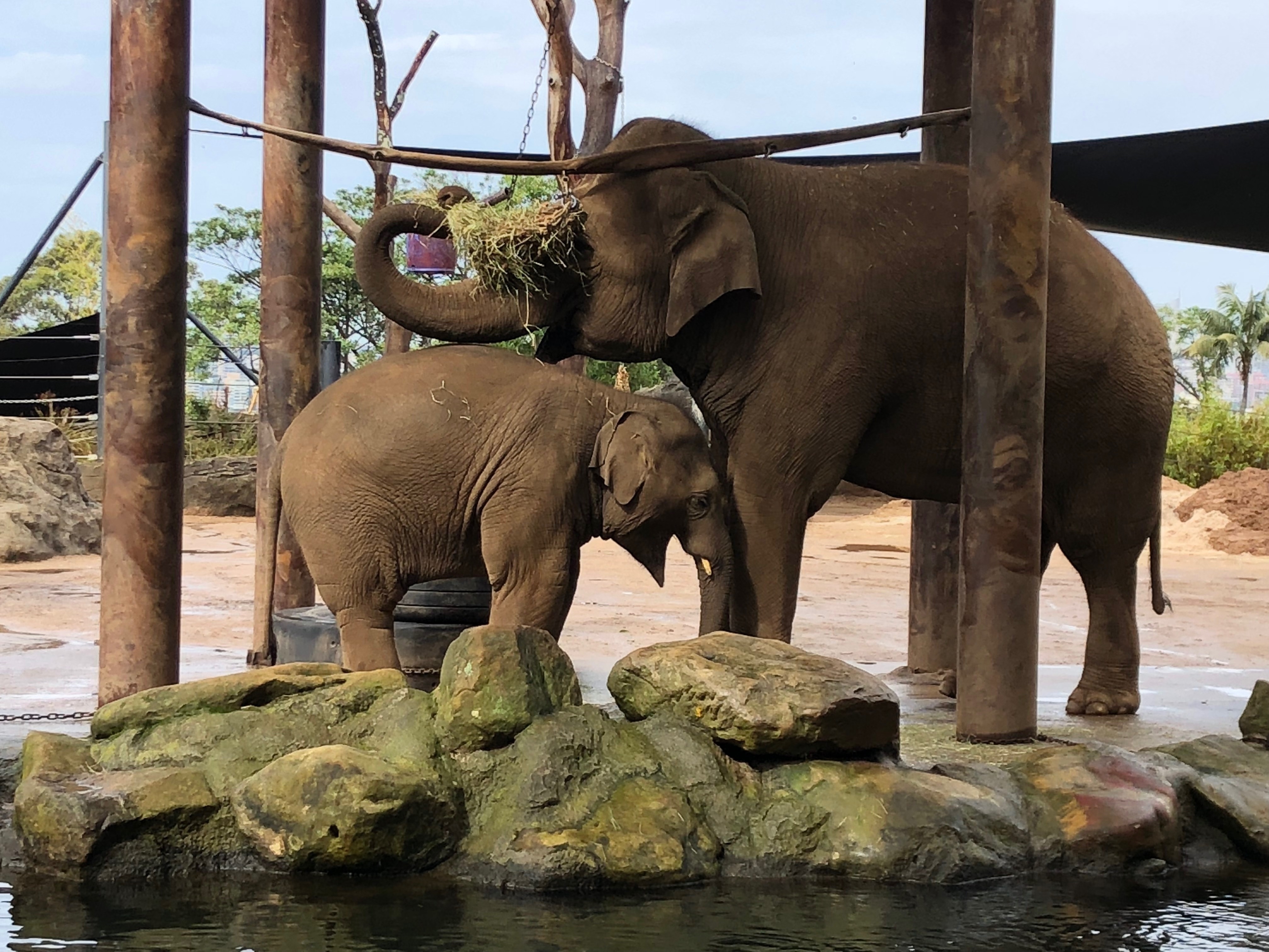 Au cœur du zoo  L’attente de l’éléphanteau (3).jpg