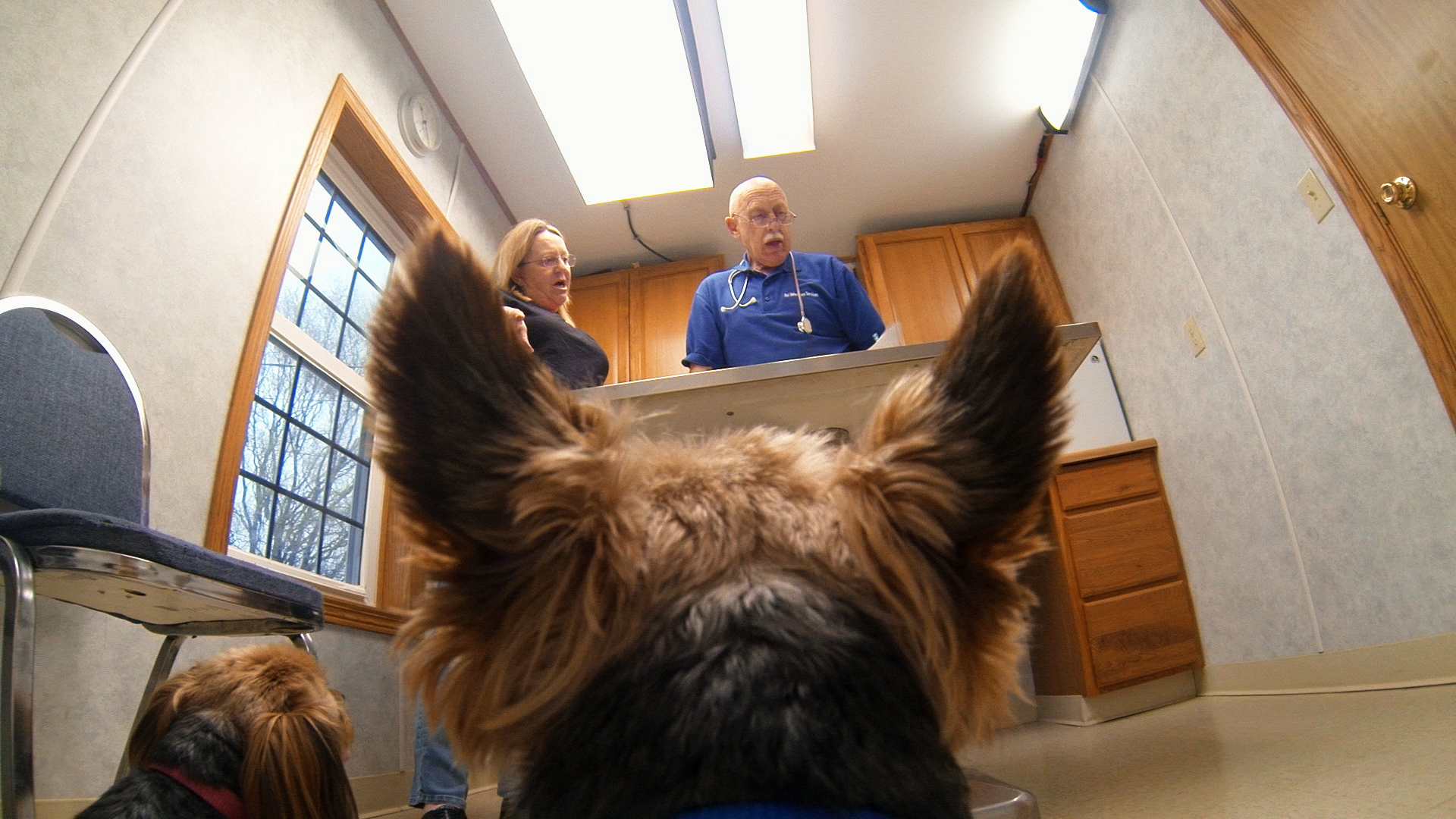L'incroyable Dr Pol  Chiens en détresse.tif