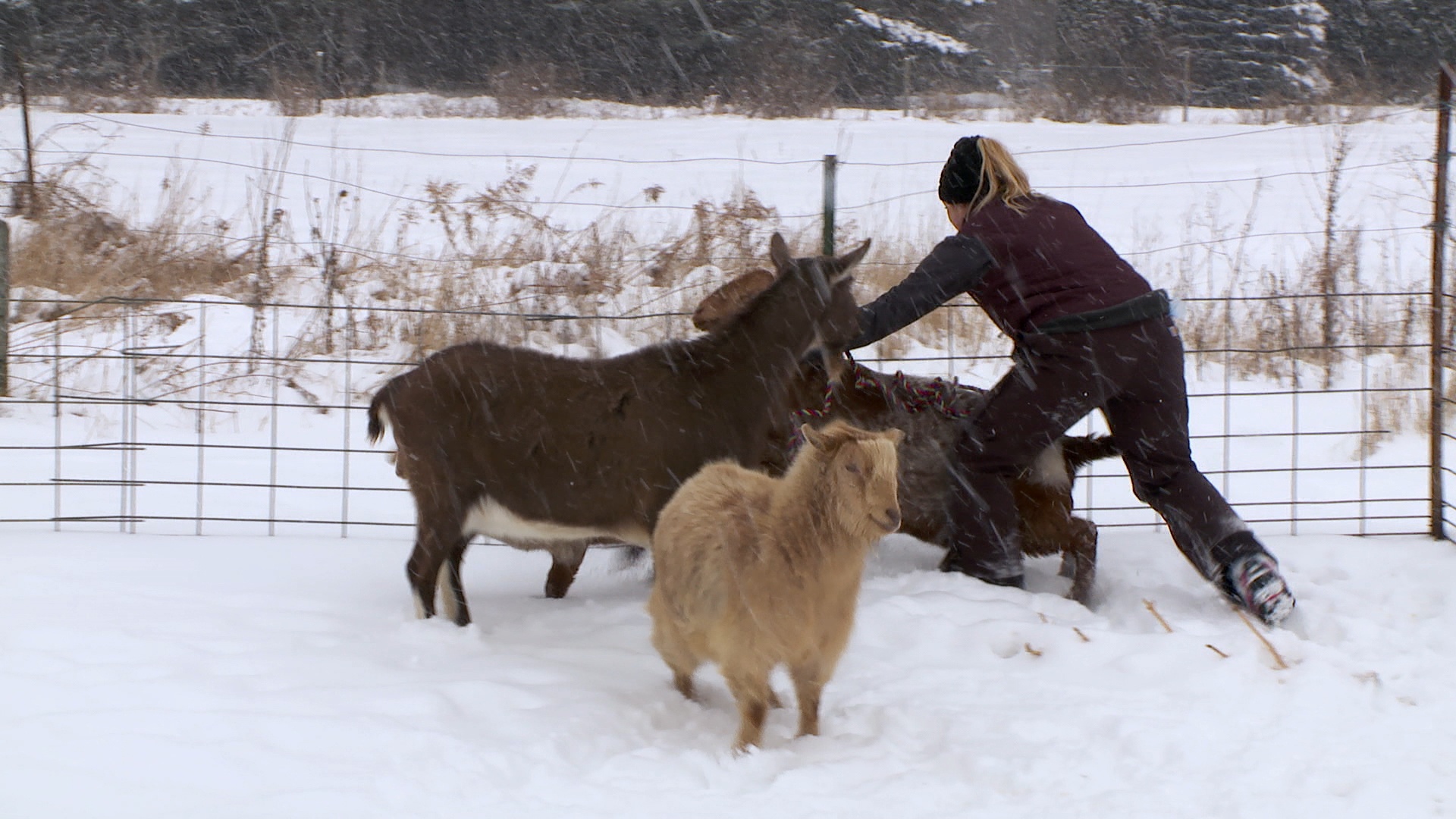 L'incroyable Dr Pol  Vétos de garde (2).JPG