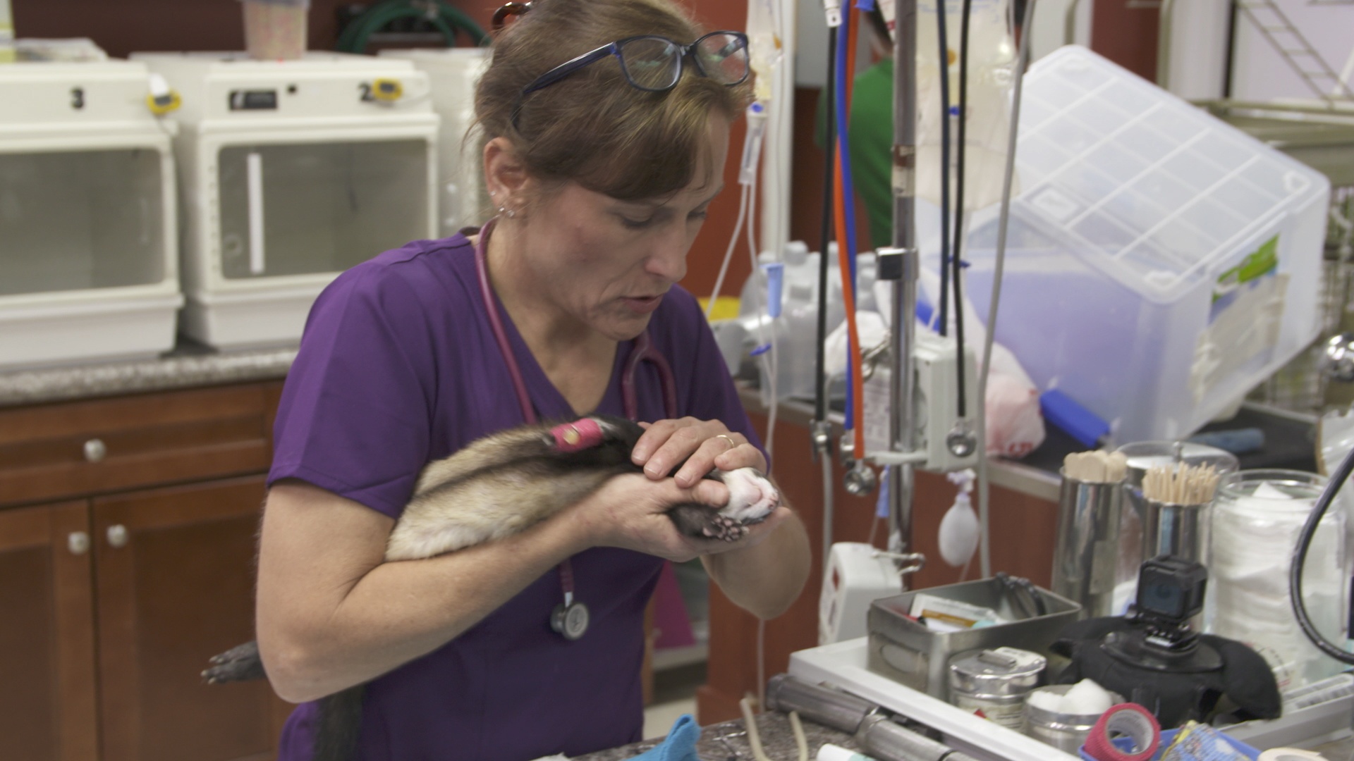 FerretFreakOut_DrKsExoticER_Ep409_LR_06.jpg
