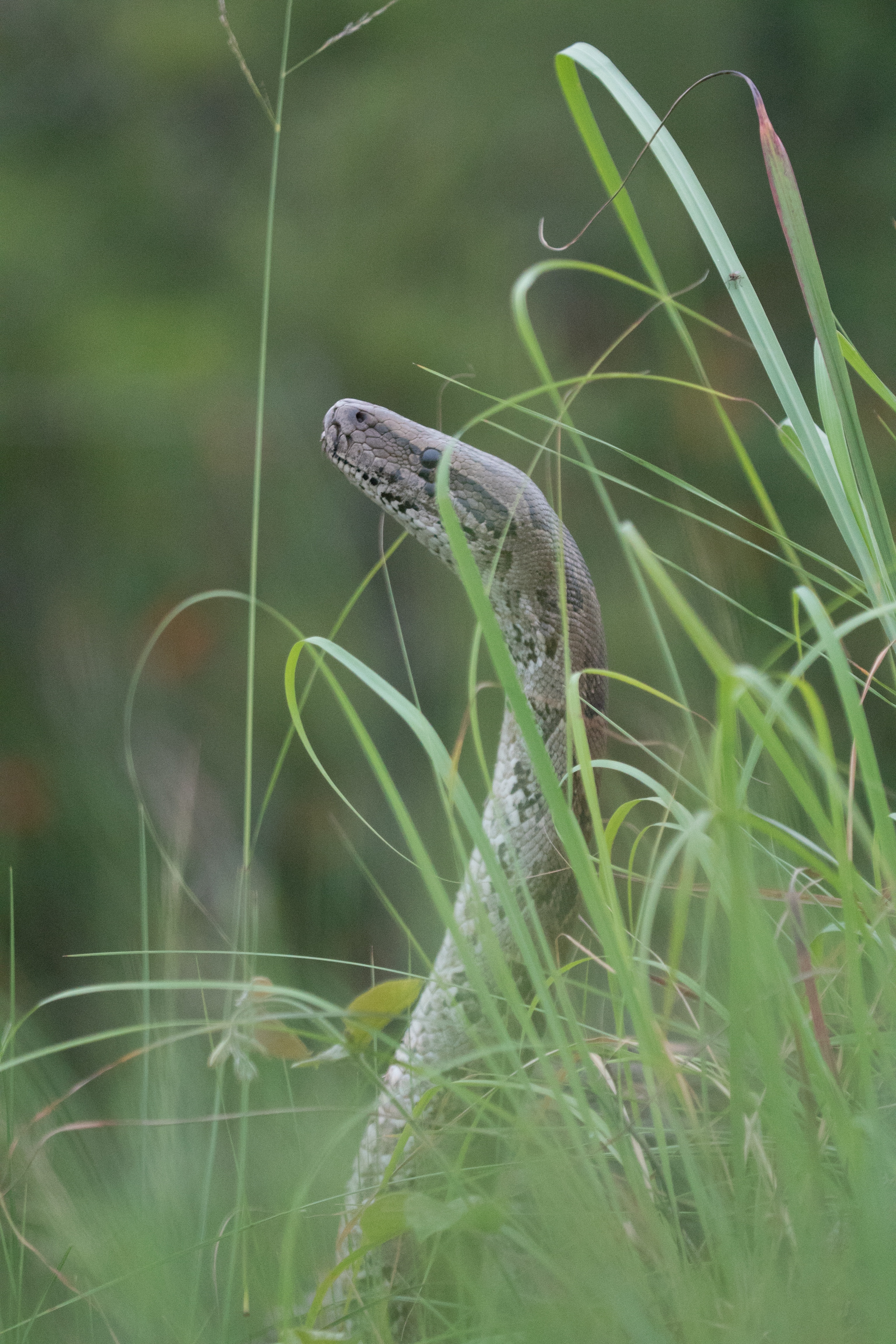 BigSnakeSqueeze_05.jpg