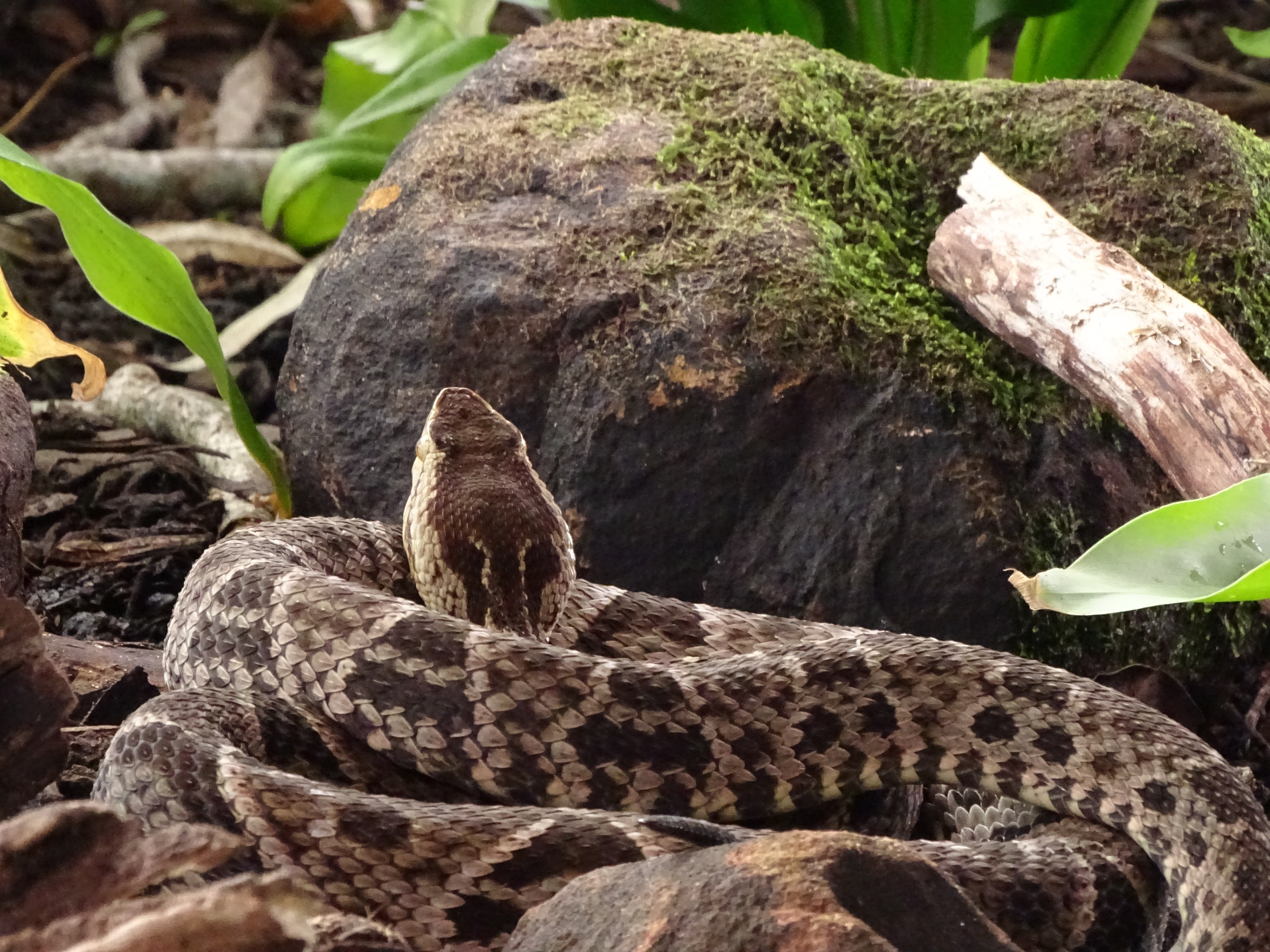 103_WorldsDeadliestSnakes_002.jpg