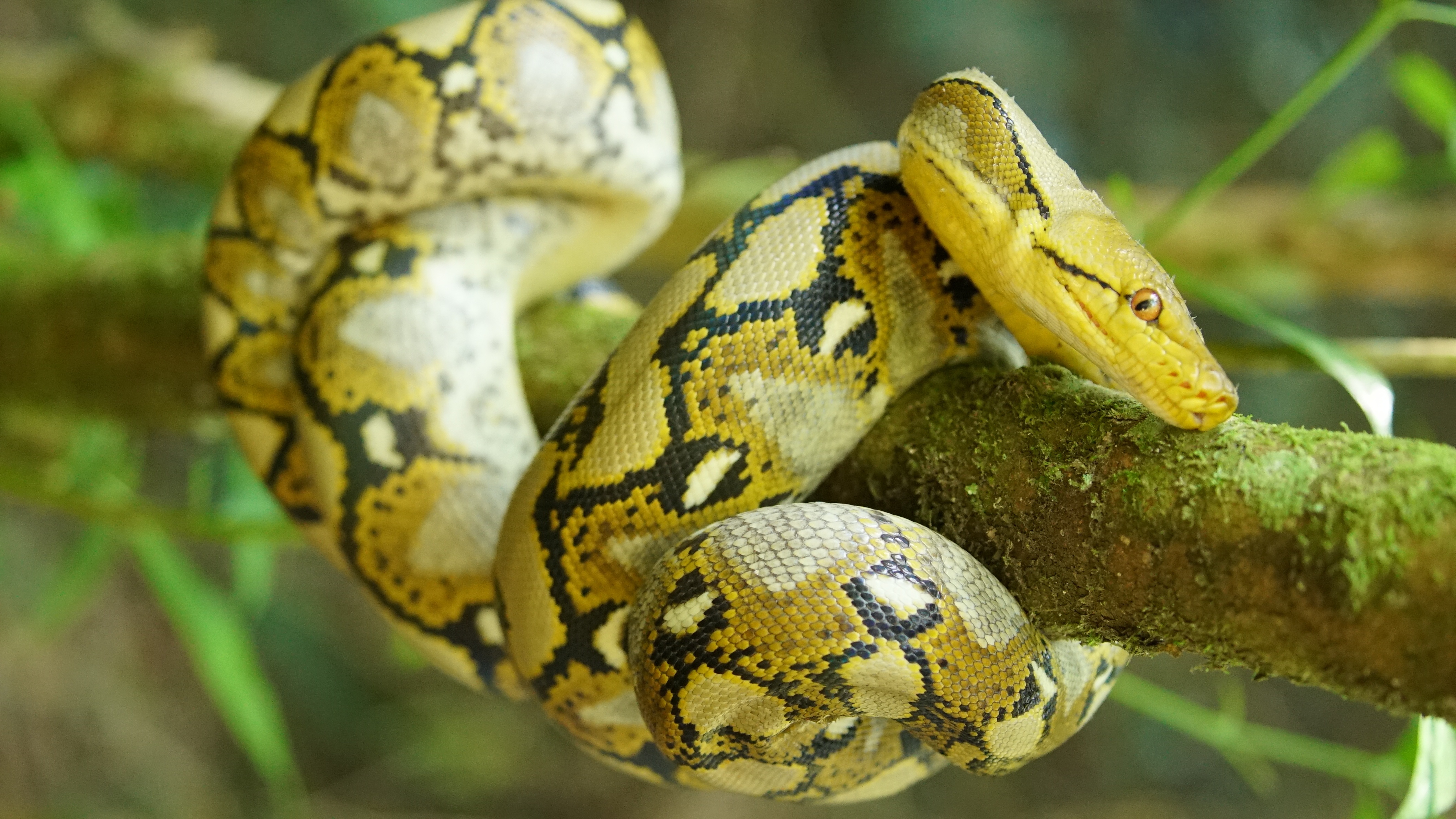 101_WorldsDeadliestSnakes_006.jpg