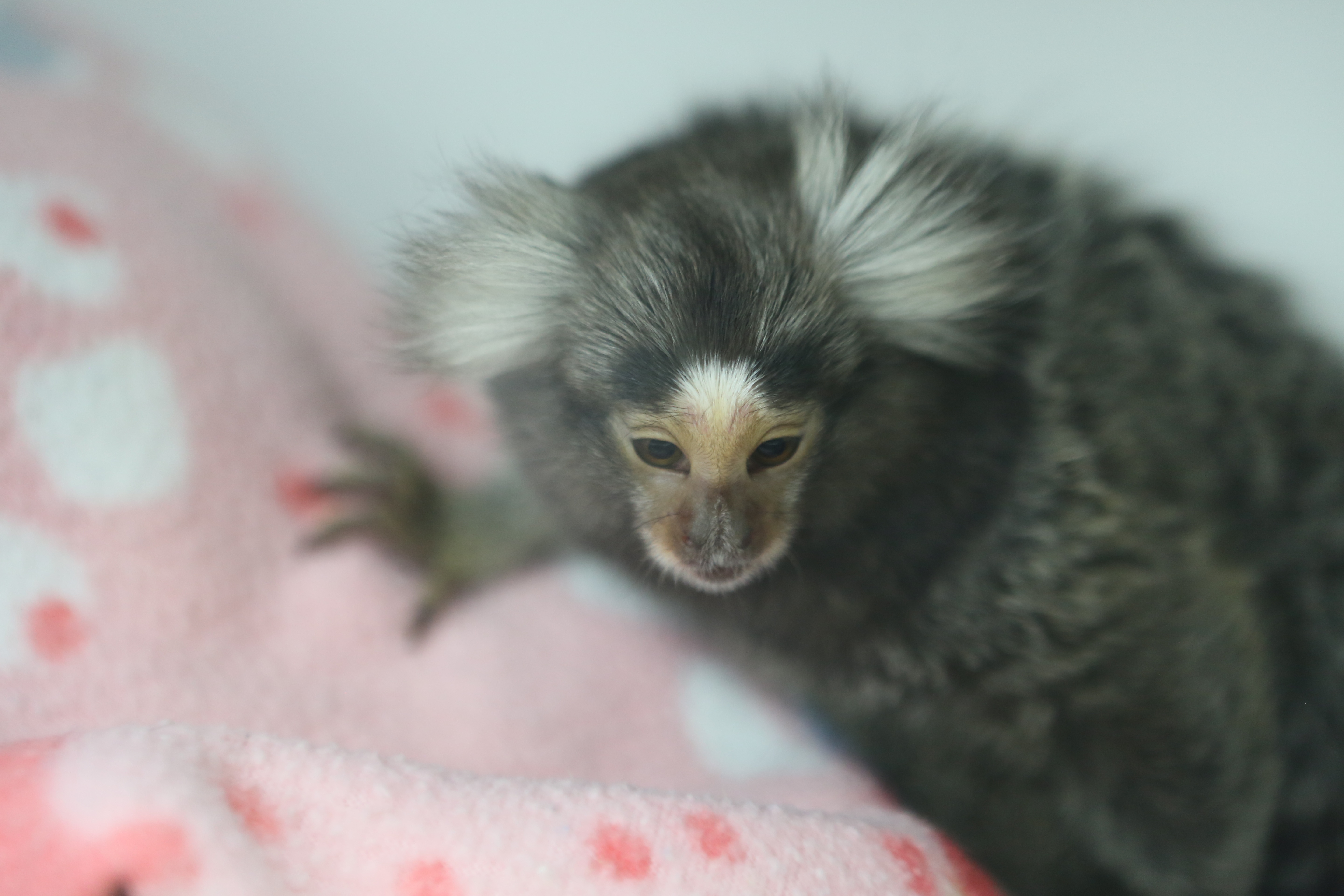 La clinique des animaux exotiques  Grève de la faim.jpg