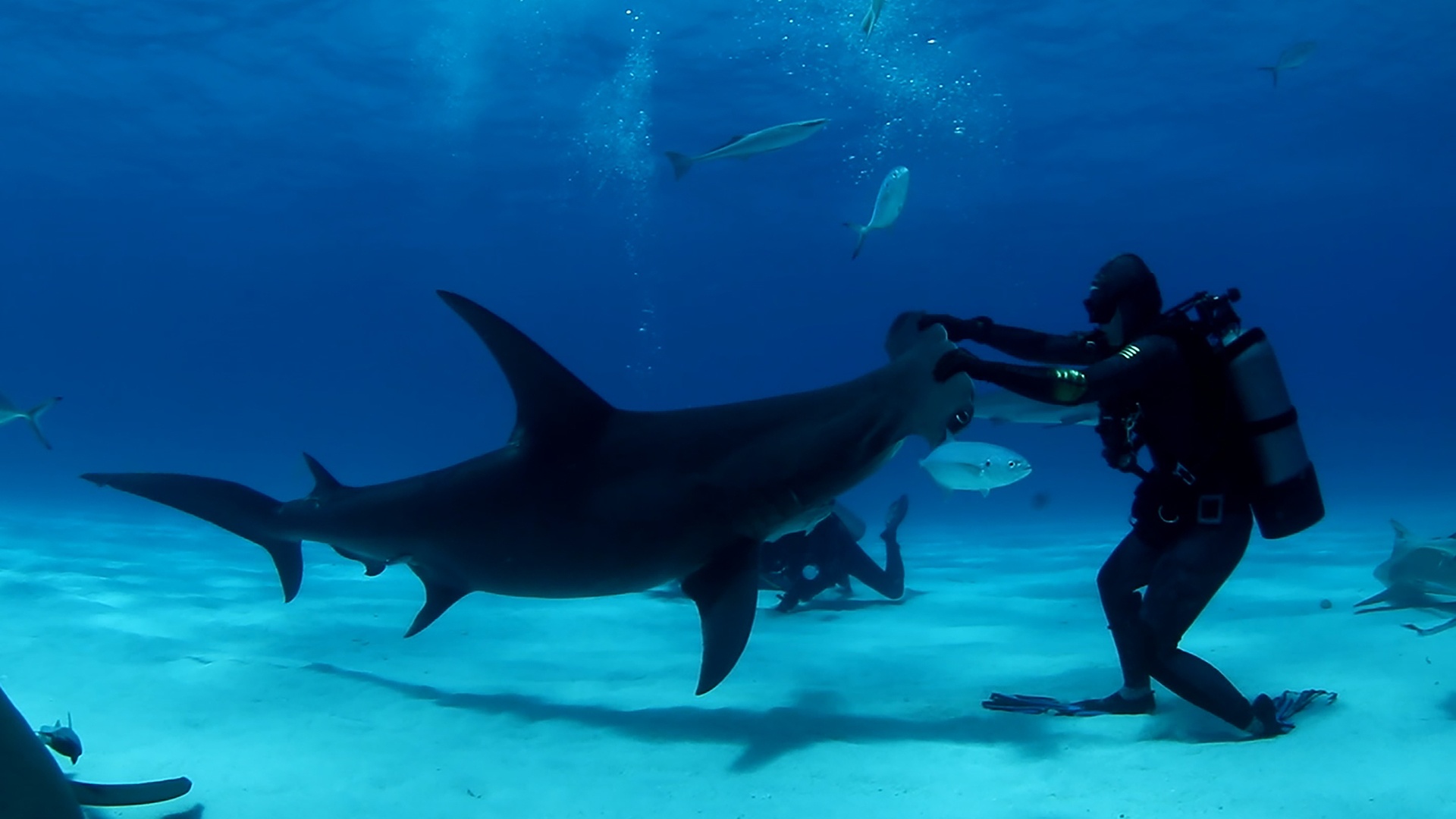 MostWantedSharks_LR_13.jpg