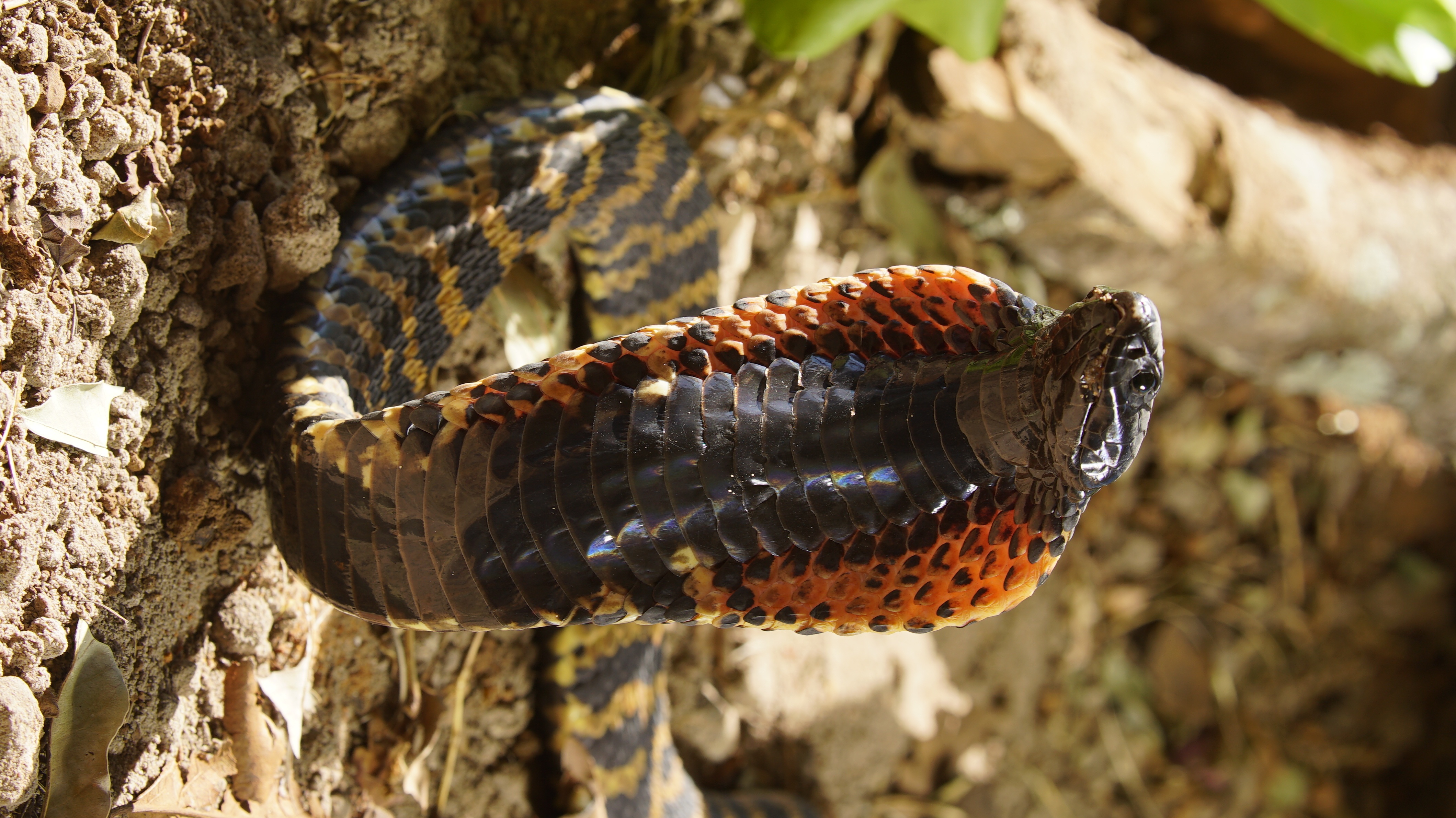 Un monde mortel  redoutables serpents (3).jpg