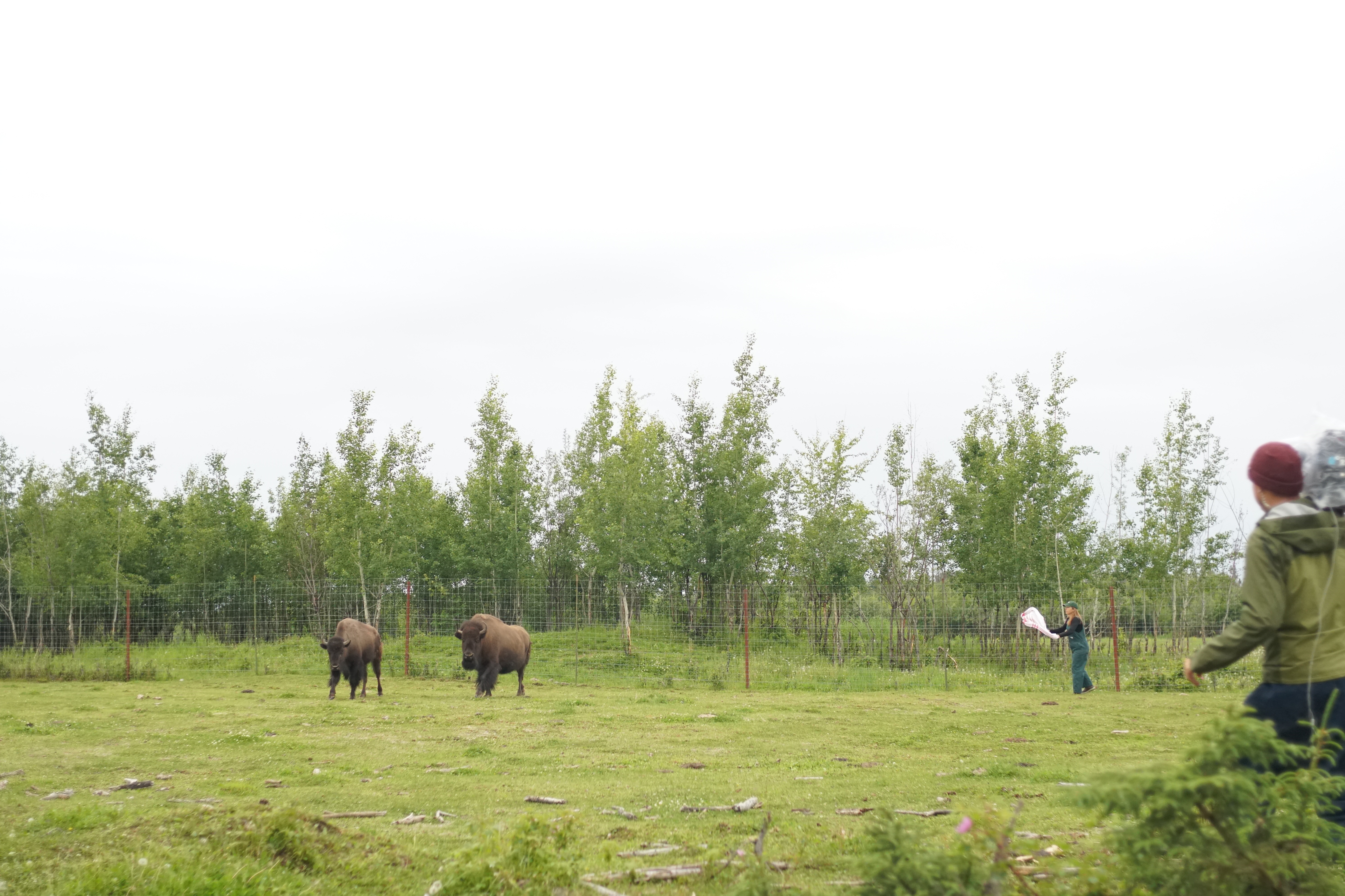 Michelle ou la vie sauvage  La colère du bison.jpg