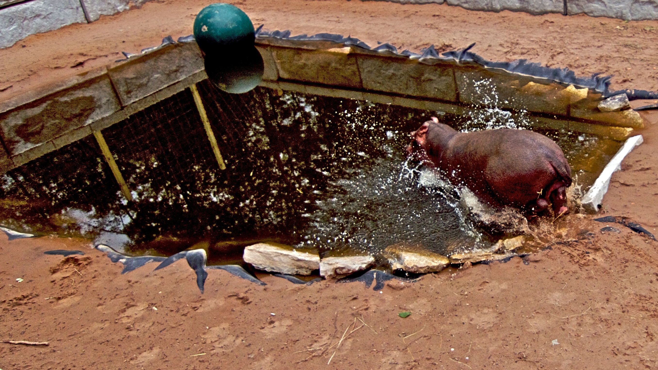 Ma vie est un zoo !  Envoyez l'hippopotame ! (2).JPG