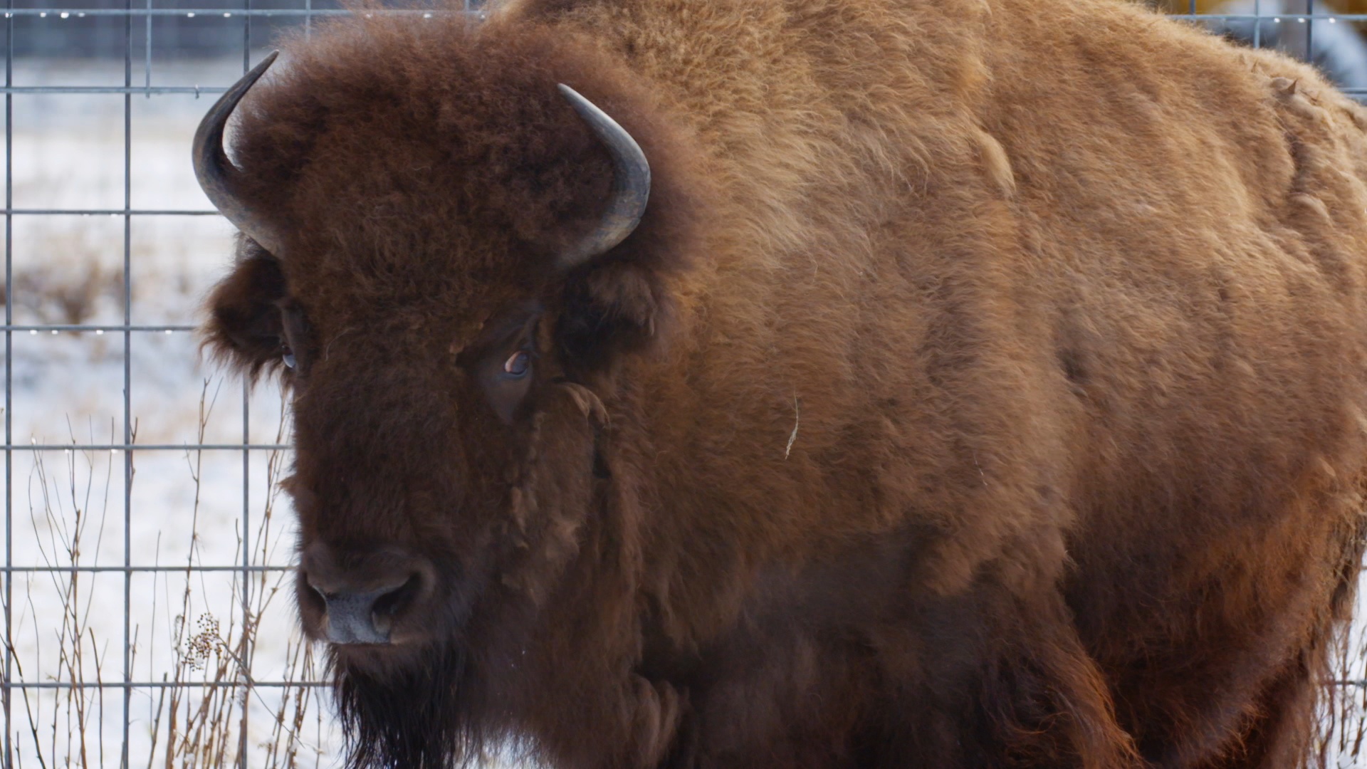 Michelle ou la vie sauvage  Bison futé.JPG