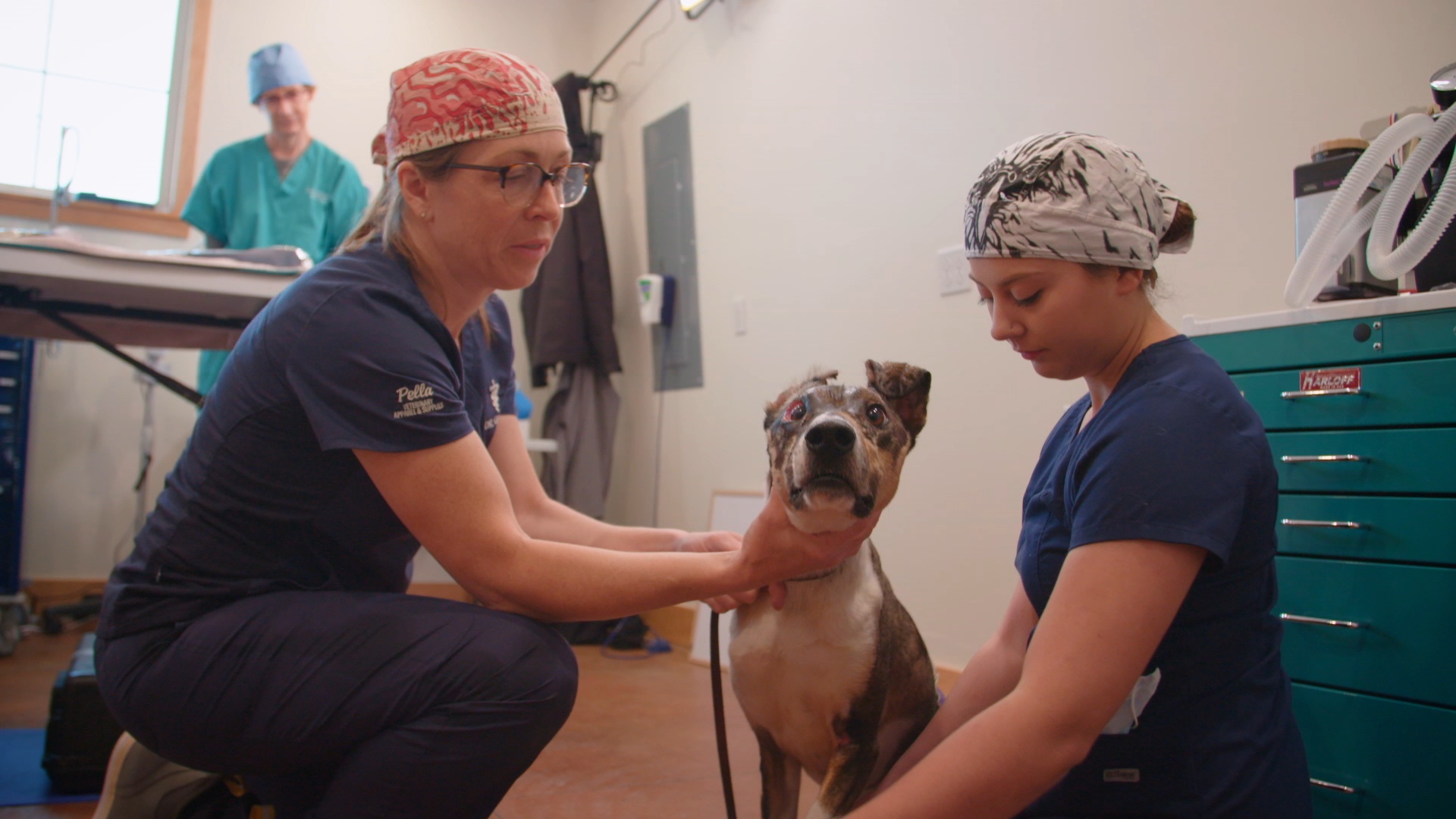 Michelle ou la vie sauvage  Miracle canin.JPG