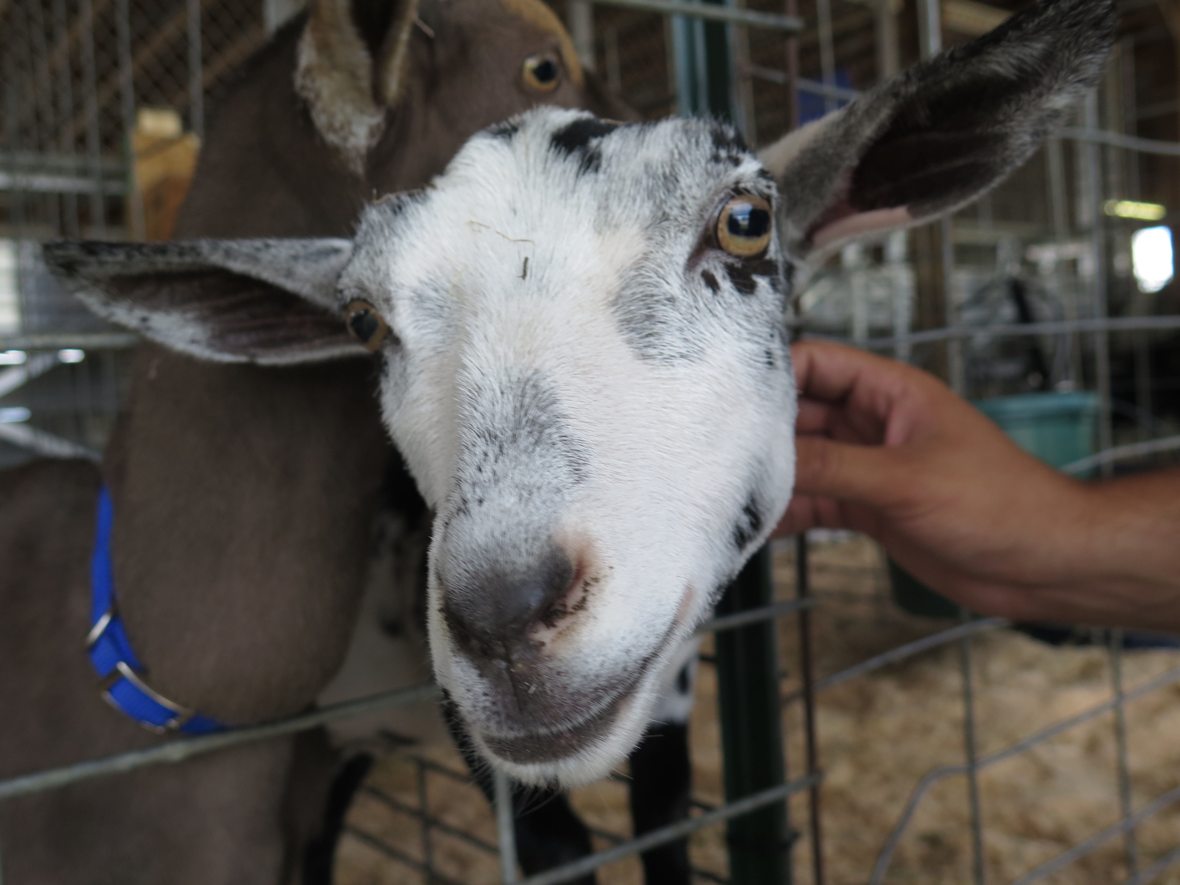L'incroyable Dr Pol  La foire aux animaux (3).jpg