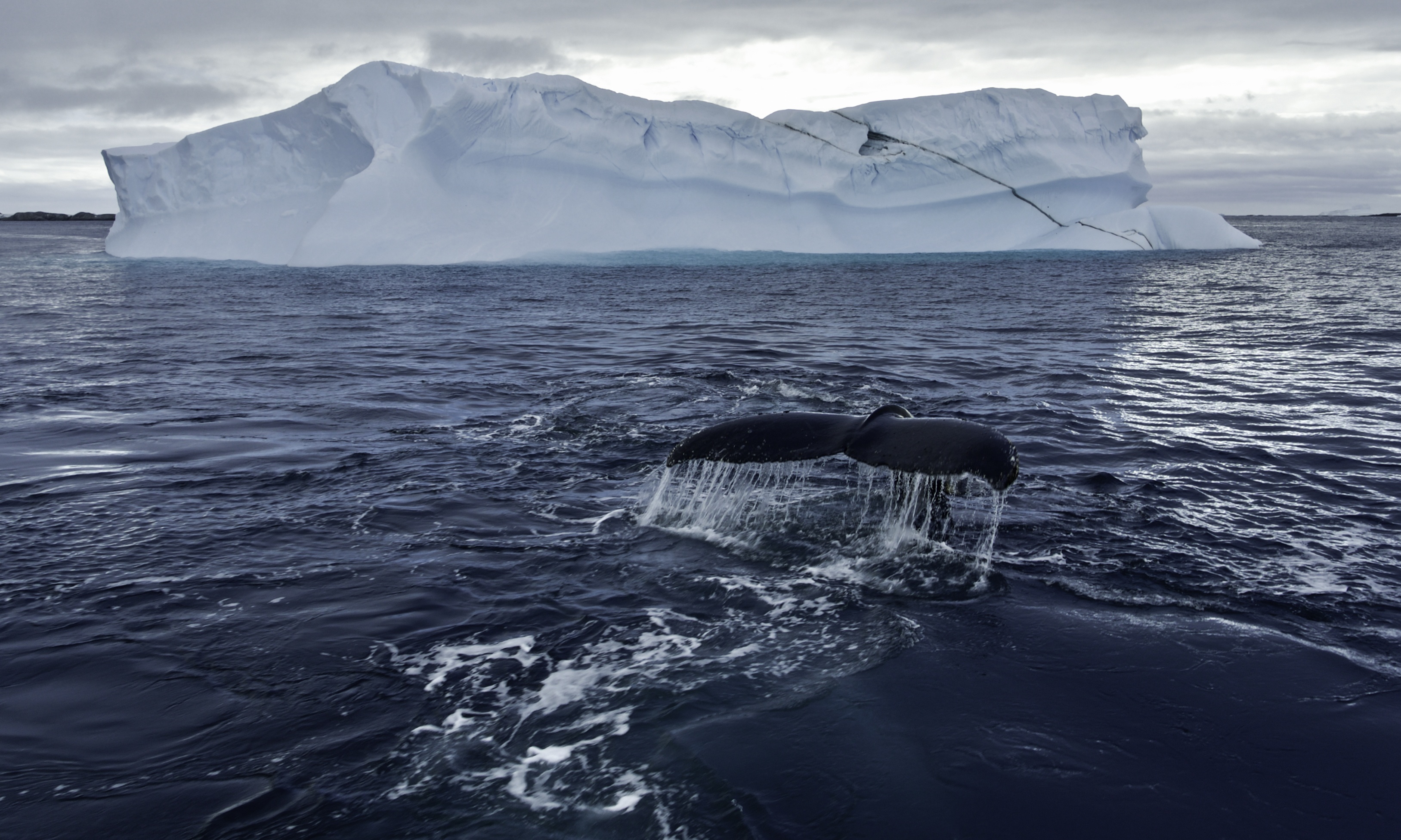 Ep102_SecretsOfTheWhales_008.jpg