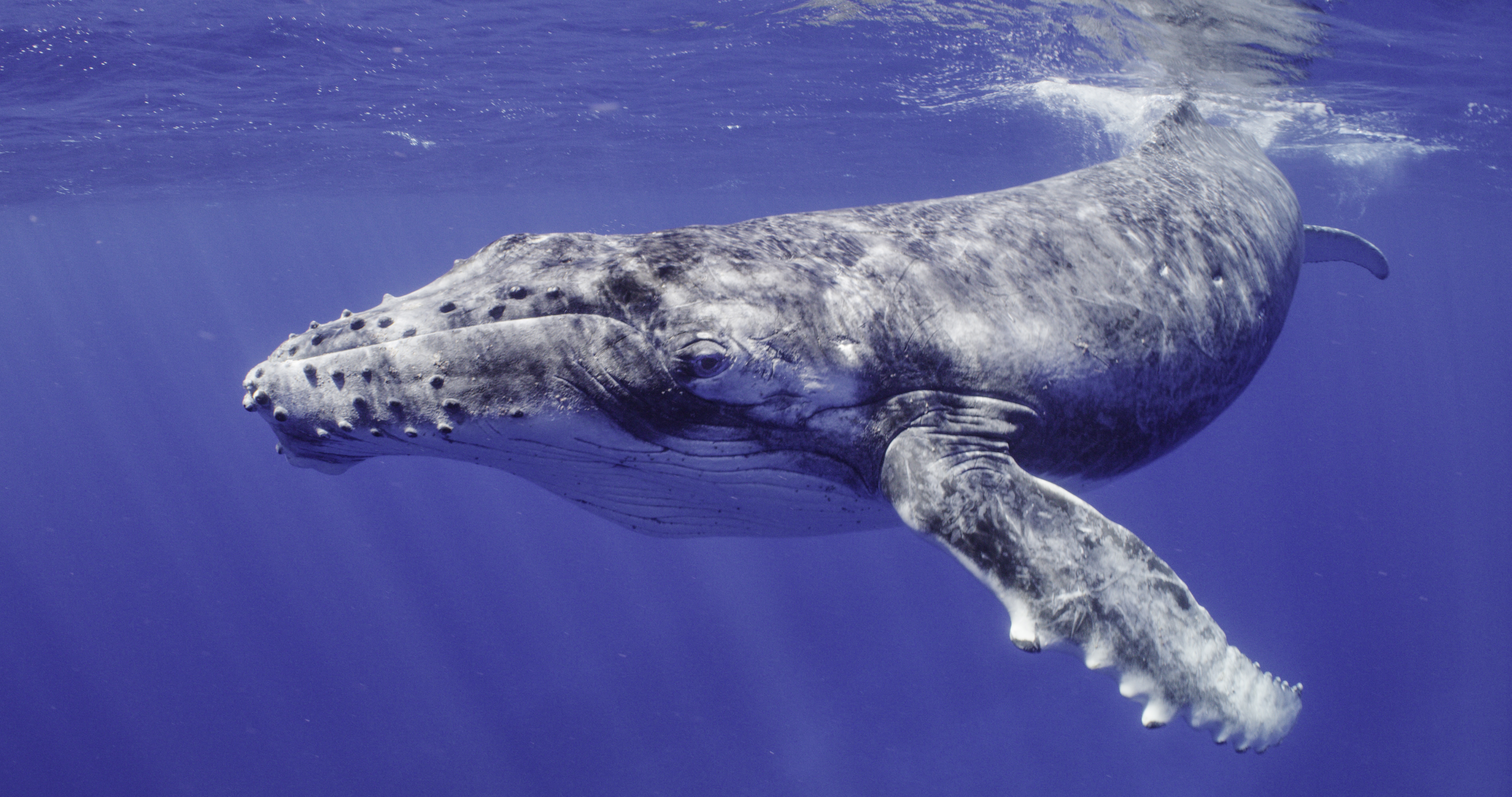 Ep102_SecretsOfTheWhales_014.jpg