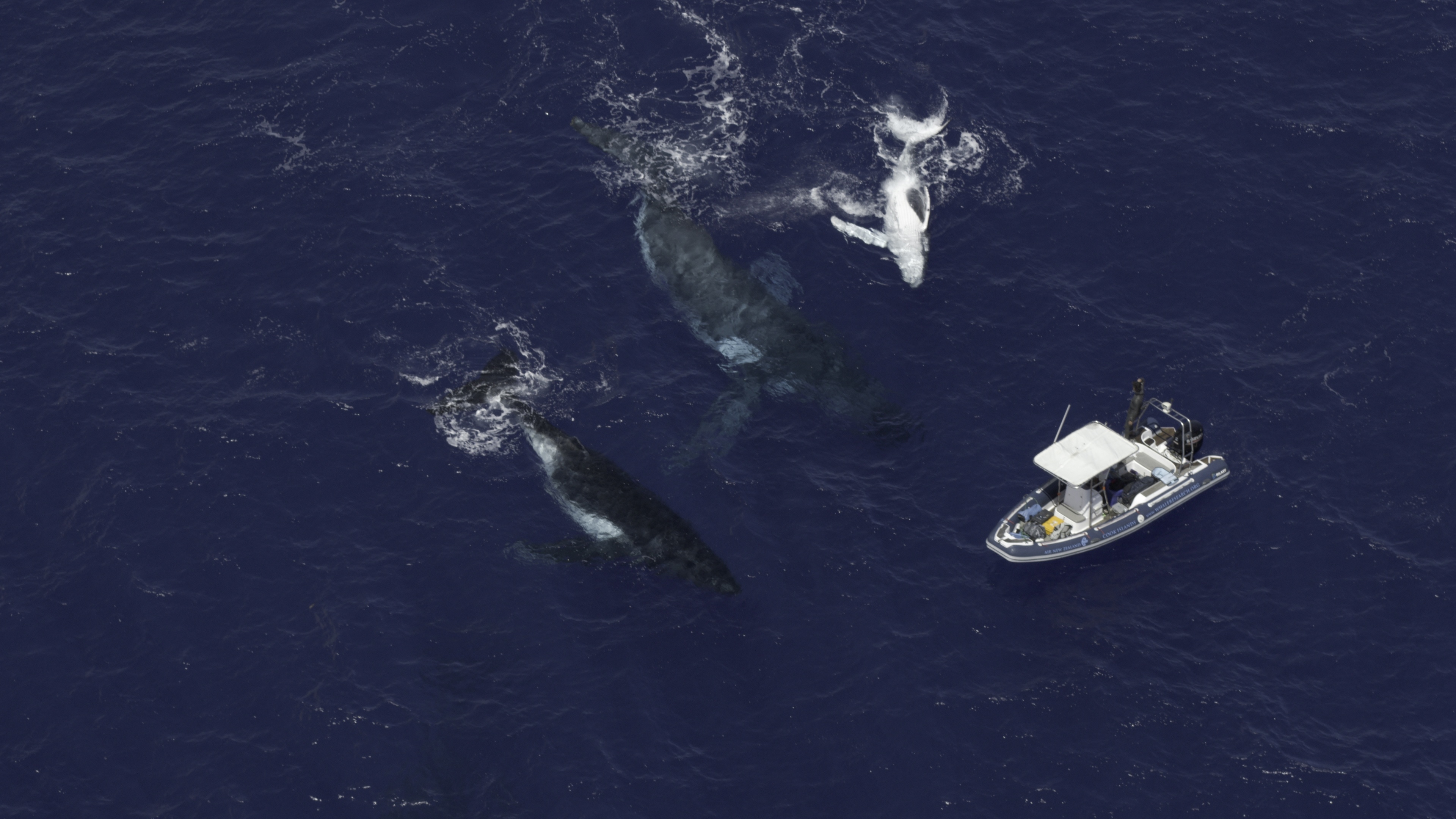 Ep102_SecretsOfTheWhales_021.jpg