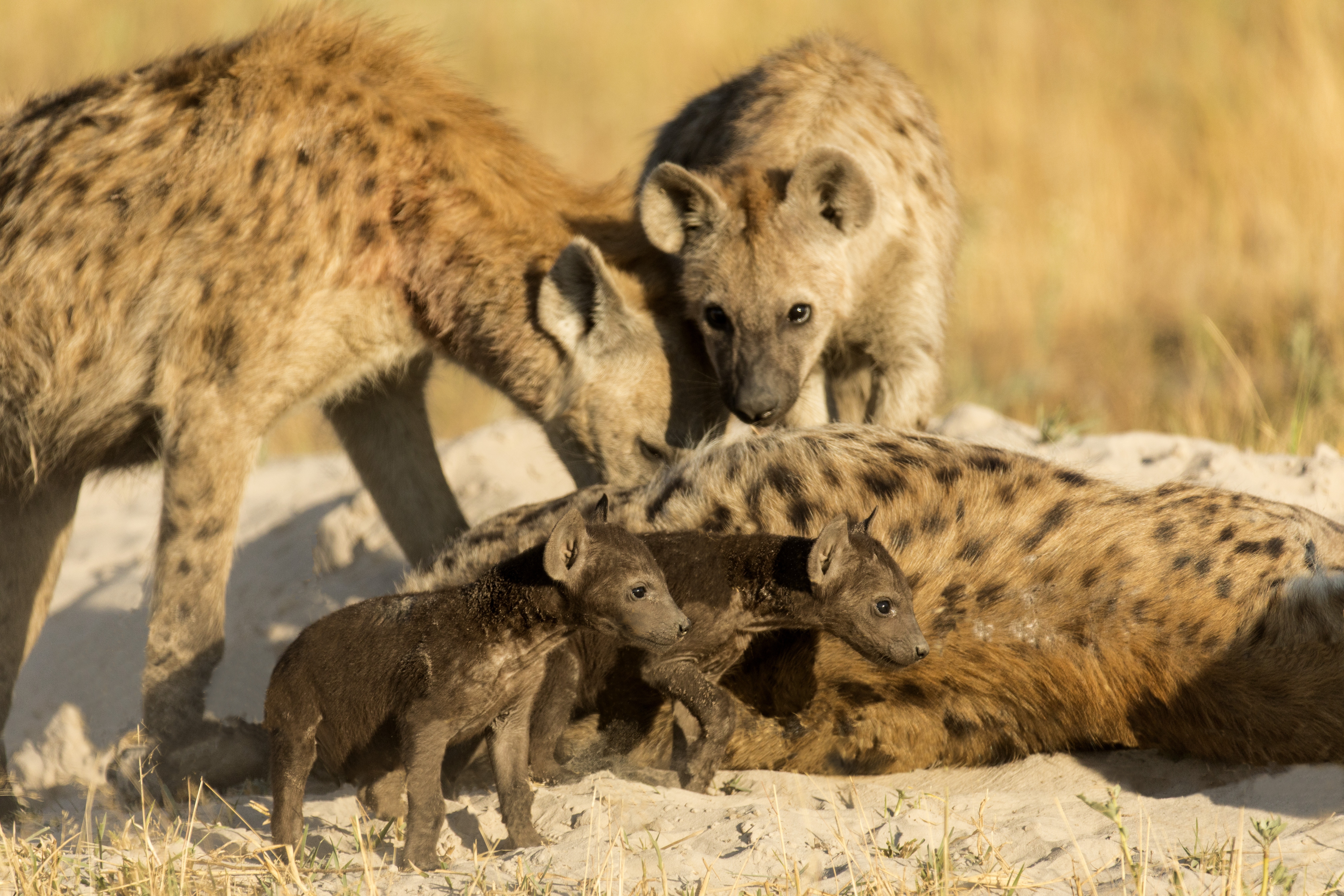 AMothersSacrifice_ep401_SavageKingdom_09.jpg
