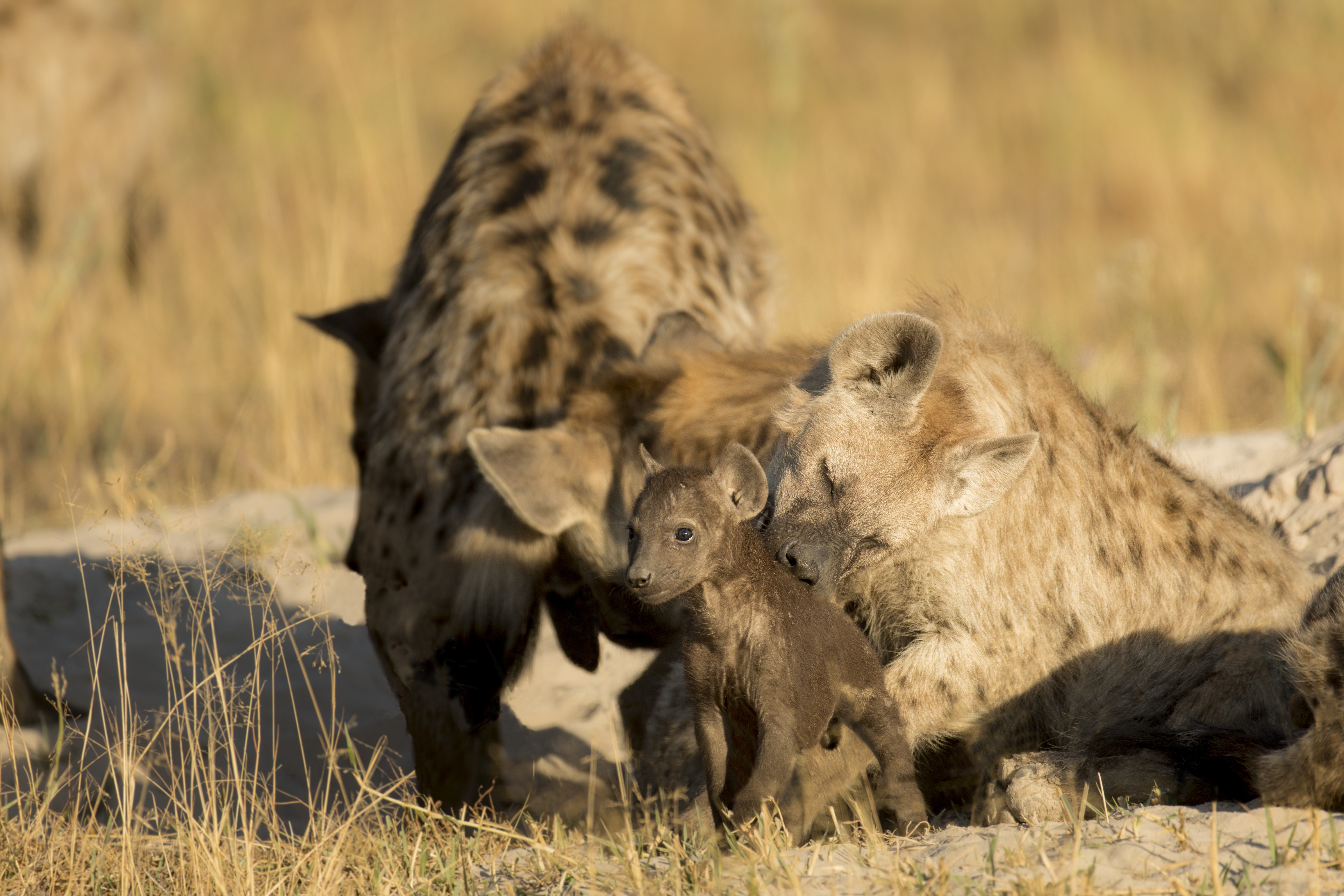 AMothersSacrifice_ep401_SavageKingdom_10.jpg