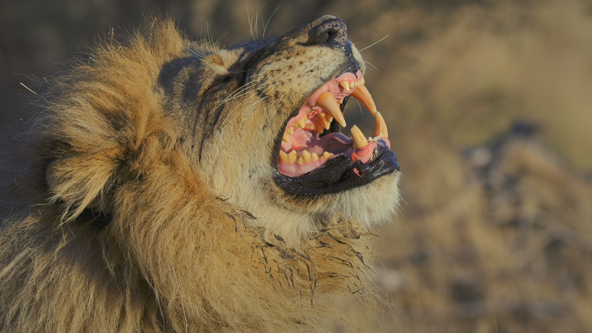Ep401_SavageKingdom_LR_29.JPG