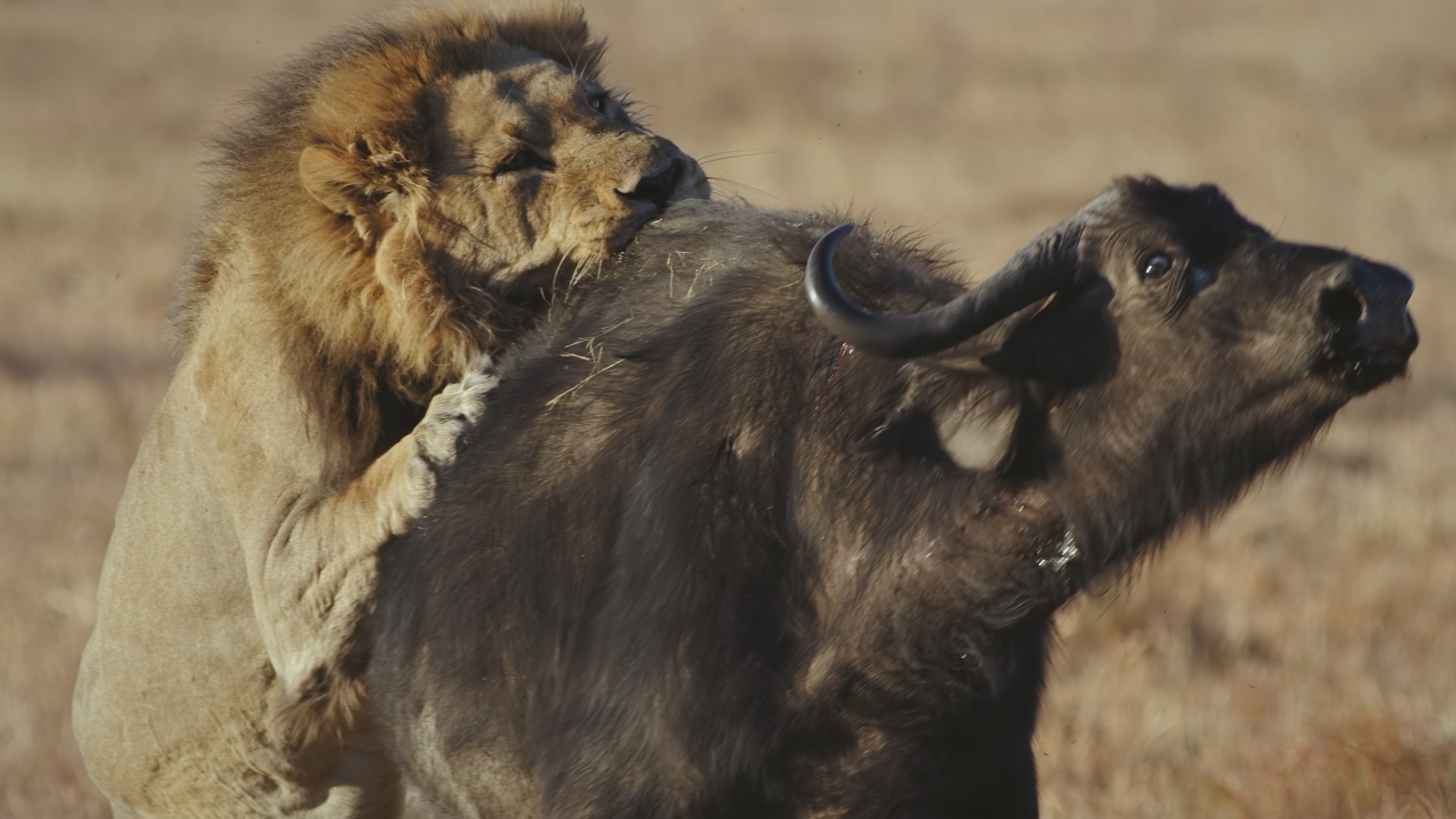 Ep401_SavageKingdom_LR_33.JPG