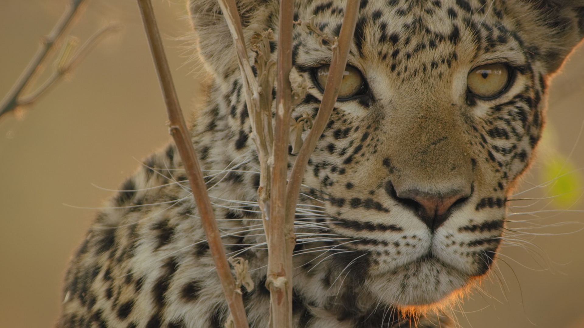 Ep401_SavageKingdom_LR_36.JPG