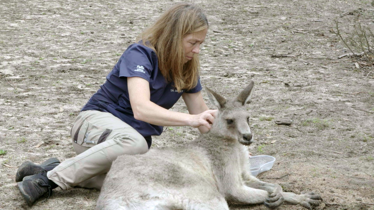 Michelle ou la vie sauvage  Au pays des kangourous 6.jpg