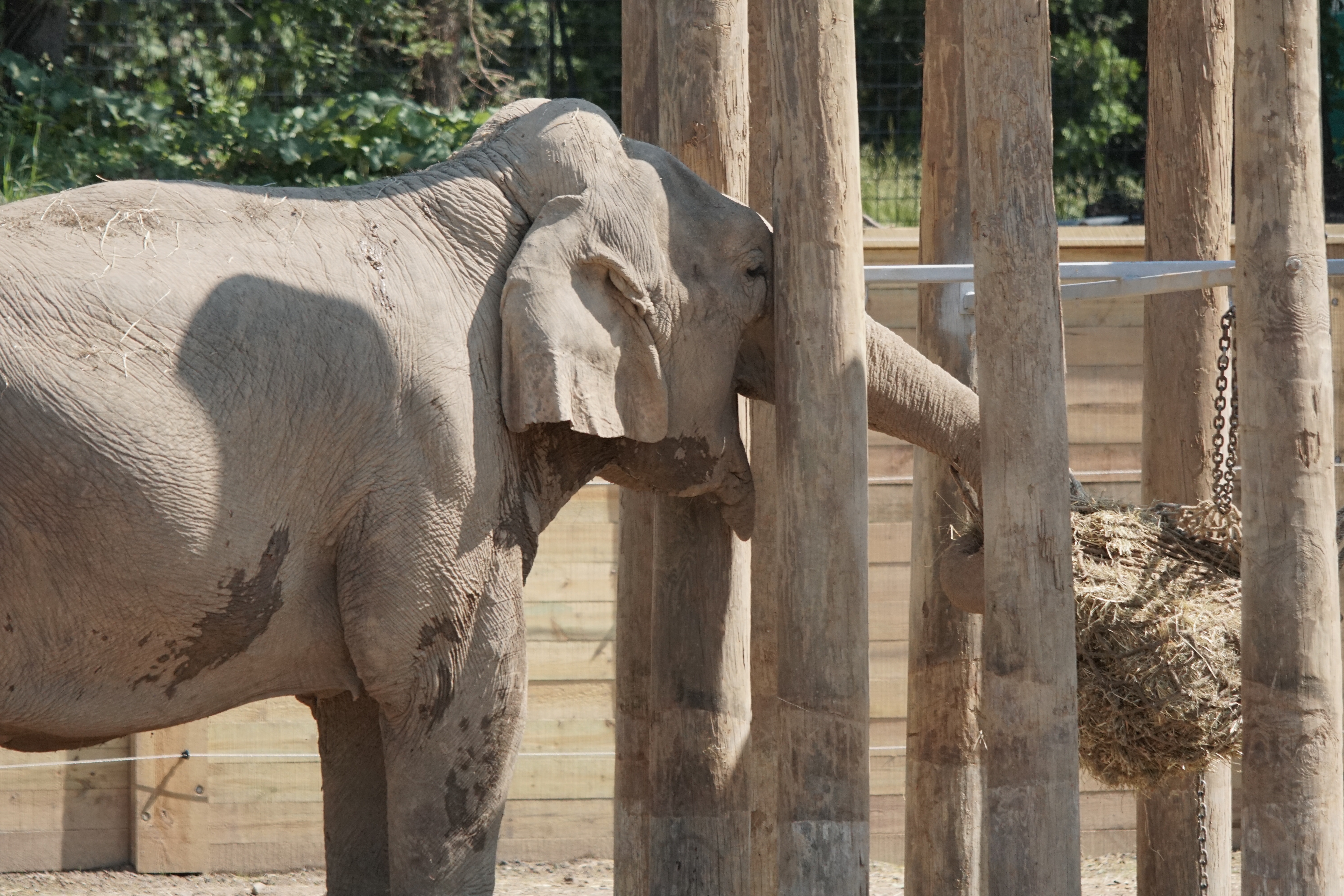 Au coeur du zoo  Les femmes en action 2.jpg