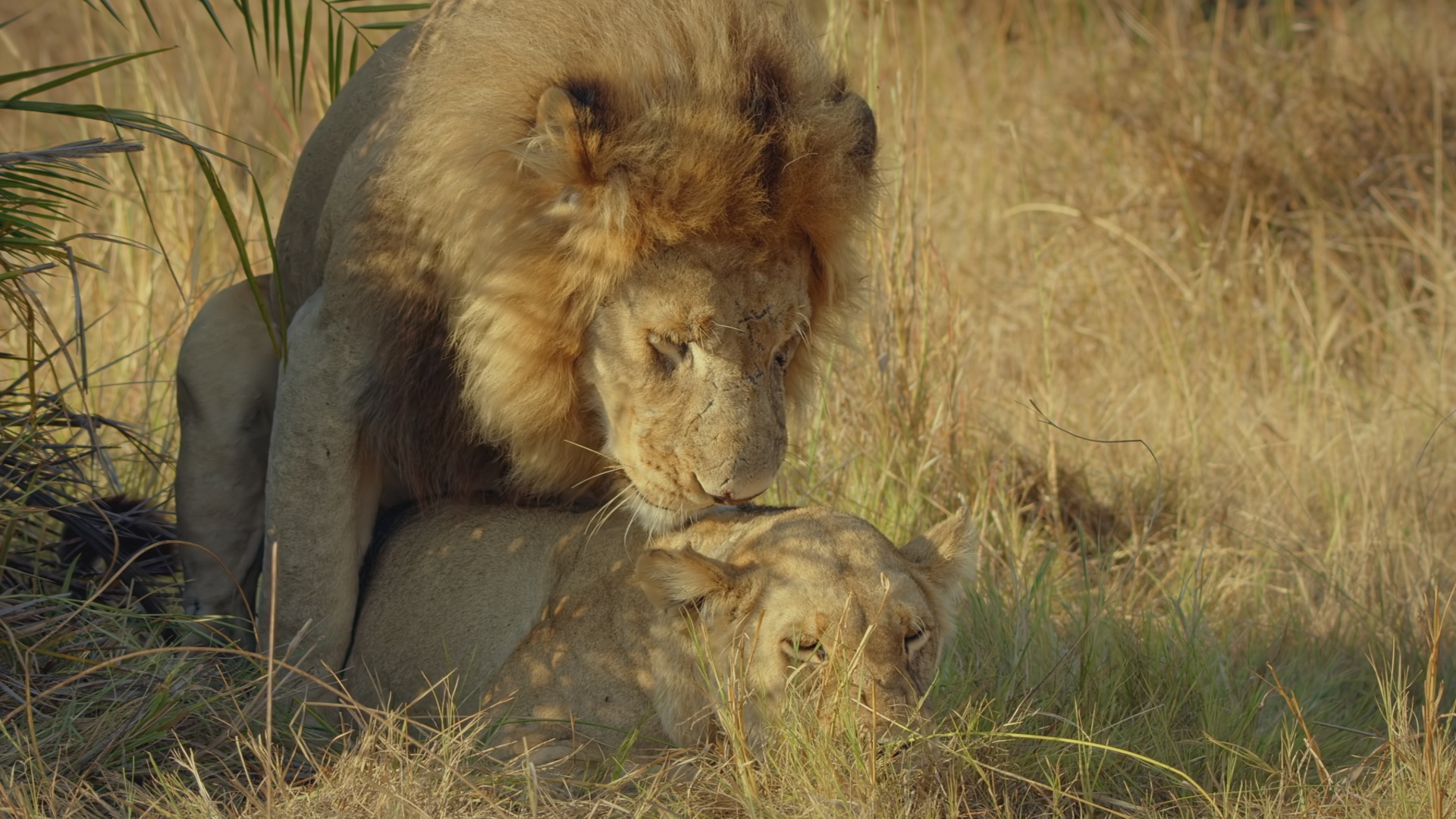 Ep403_DeathOfADream_SavageKingdom_LR_12.JPG