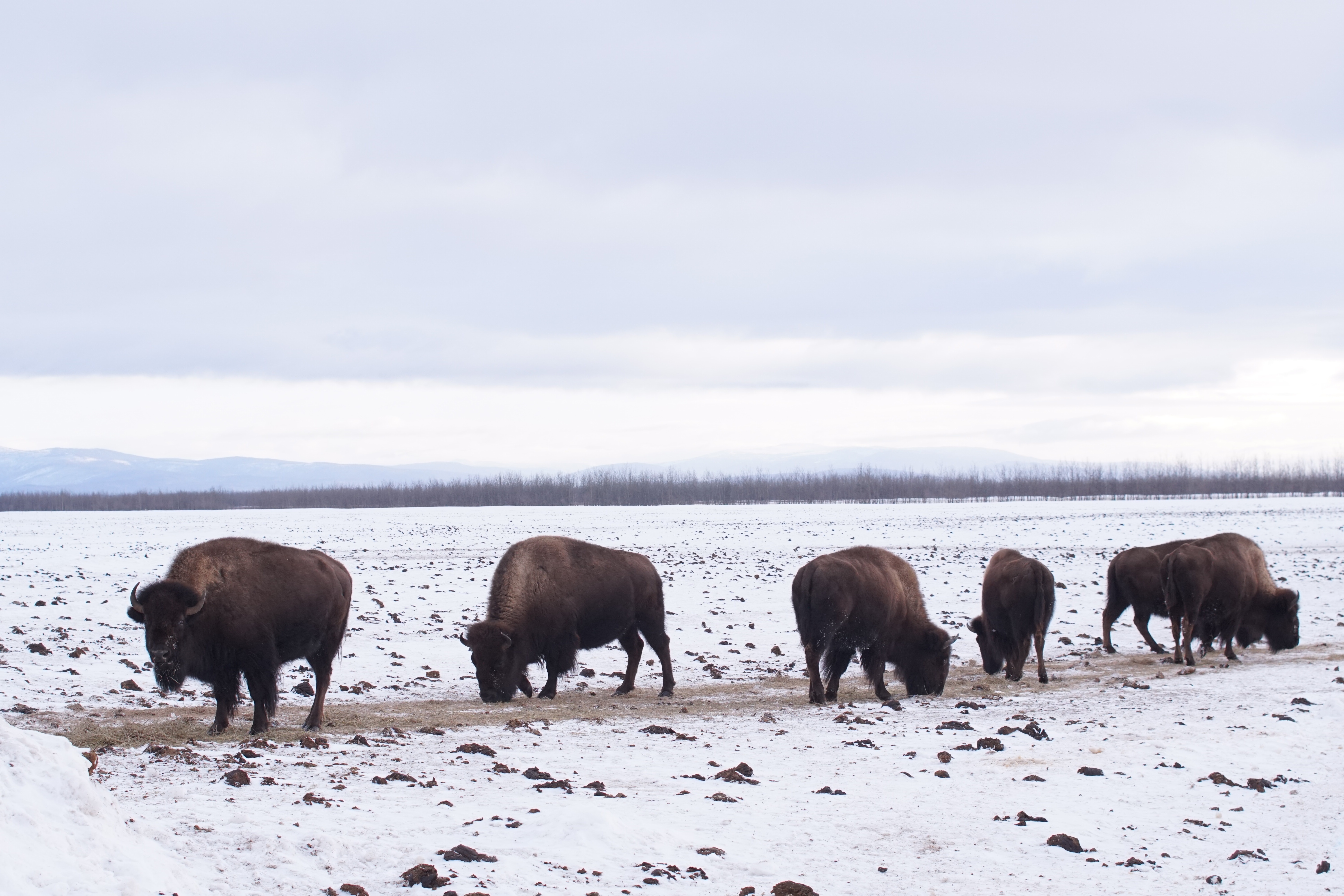 DrOakleyYukonVet_Ep501_01.jpg