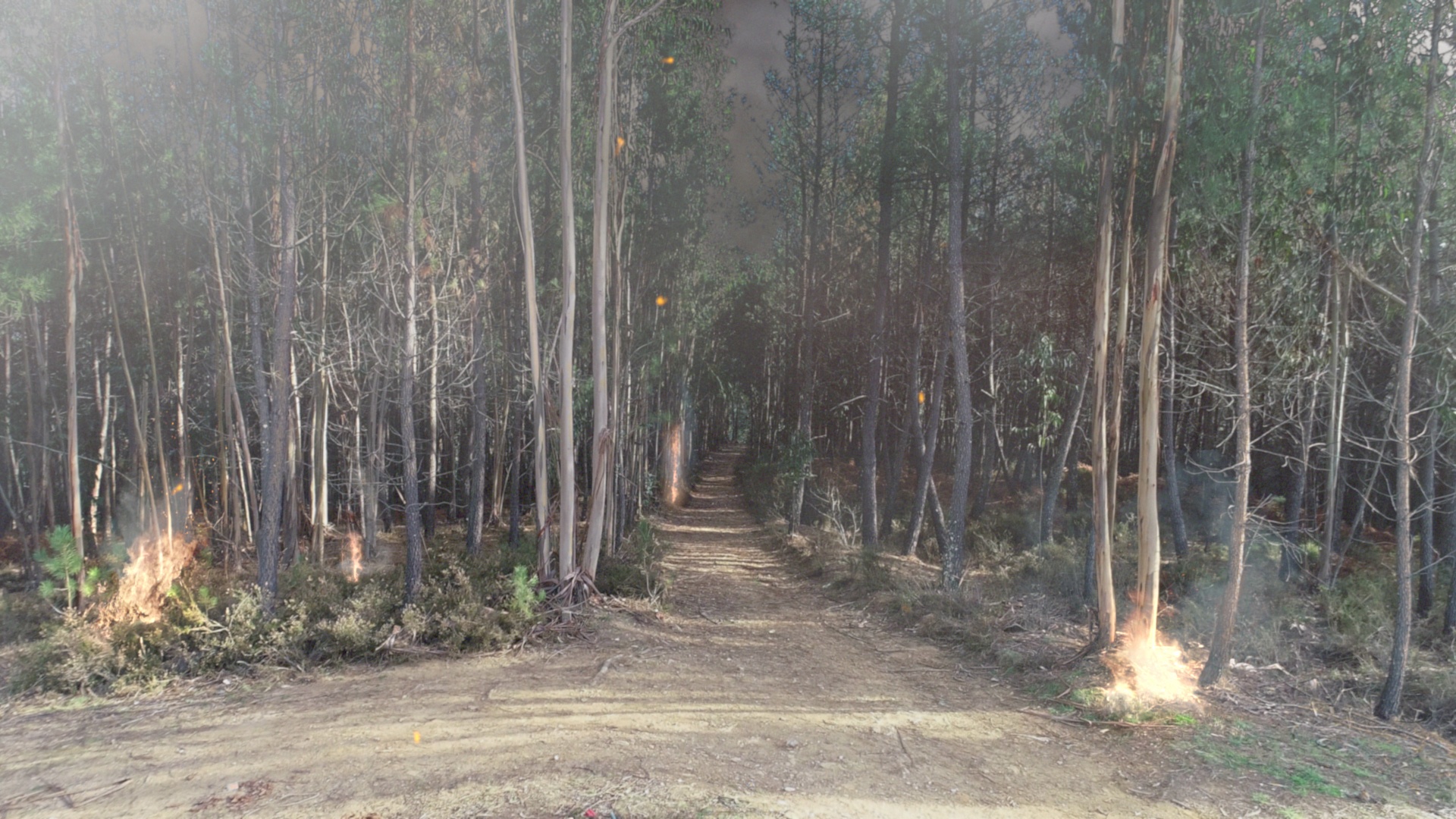 Au cœur du désastre  Feu de l’enfer au Portugal 1.jpg