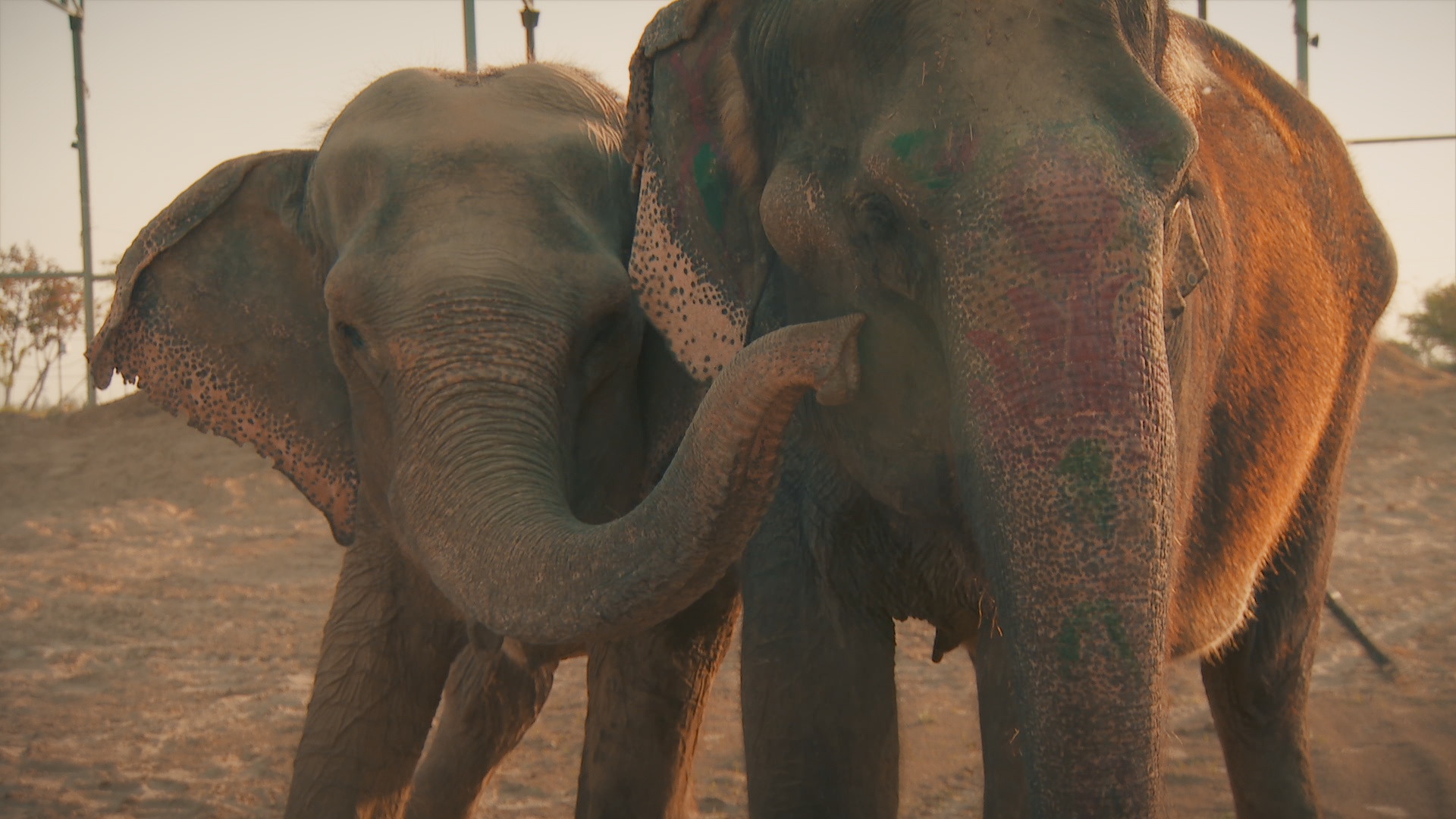 OperationElephant_101_AnimalSOS_LR_11.JPG