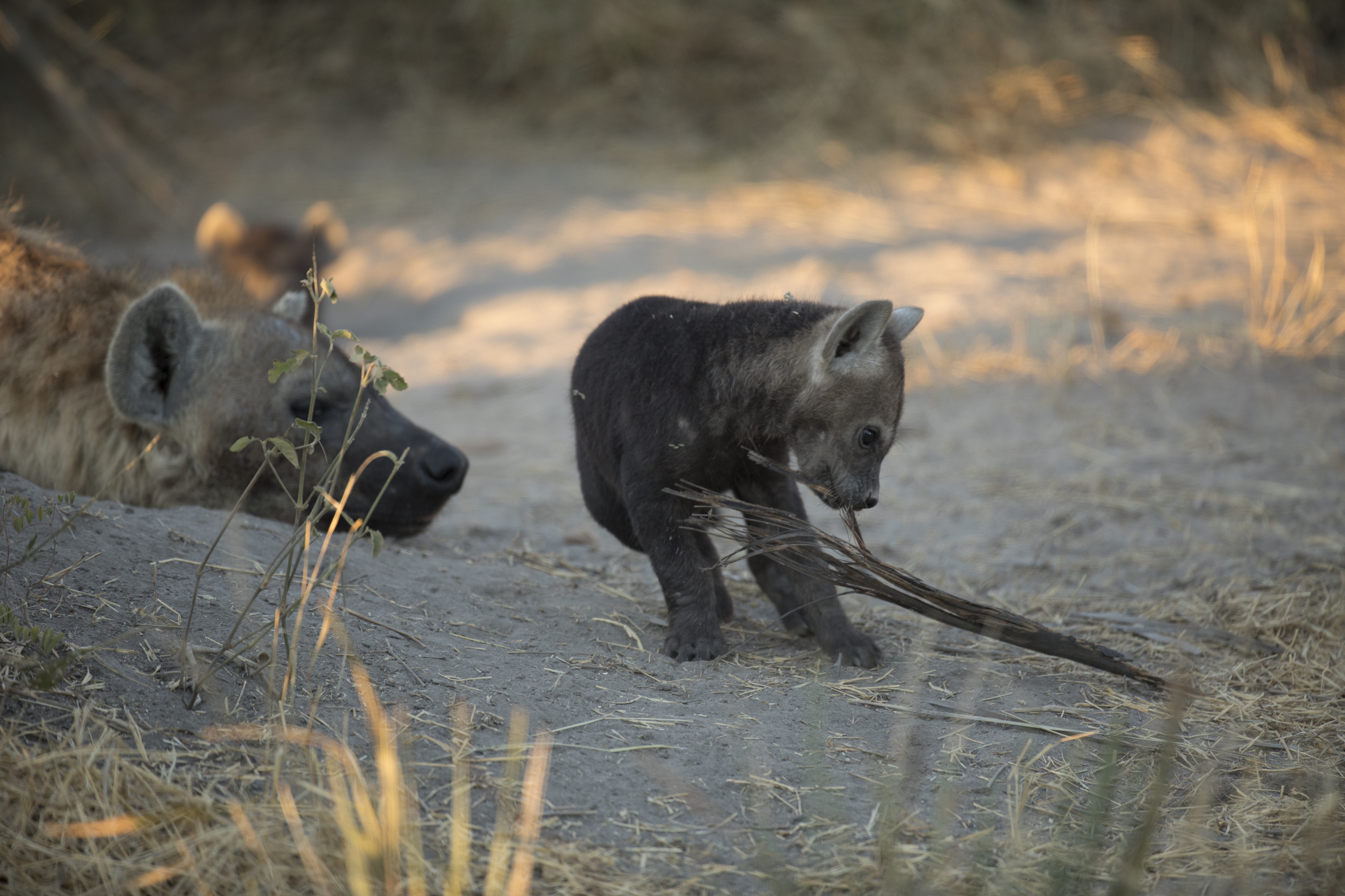 Le royaume sauvage  Manœuvres guerrières  5.jpg