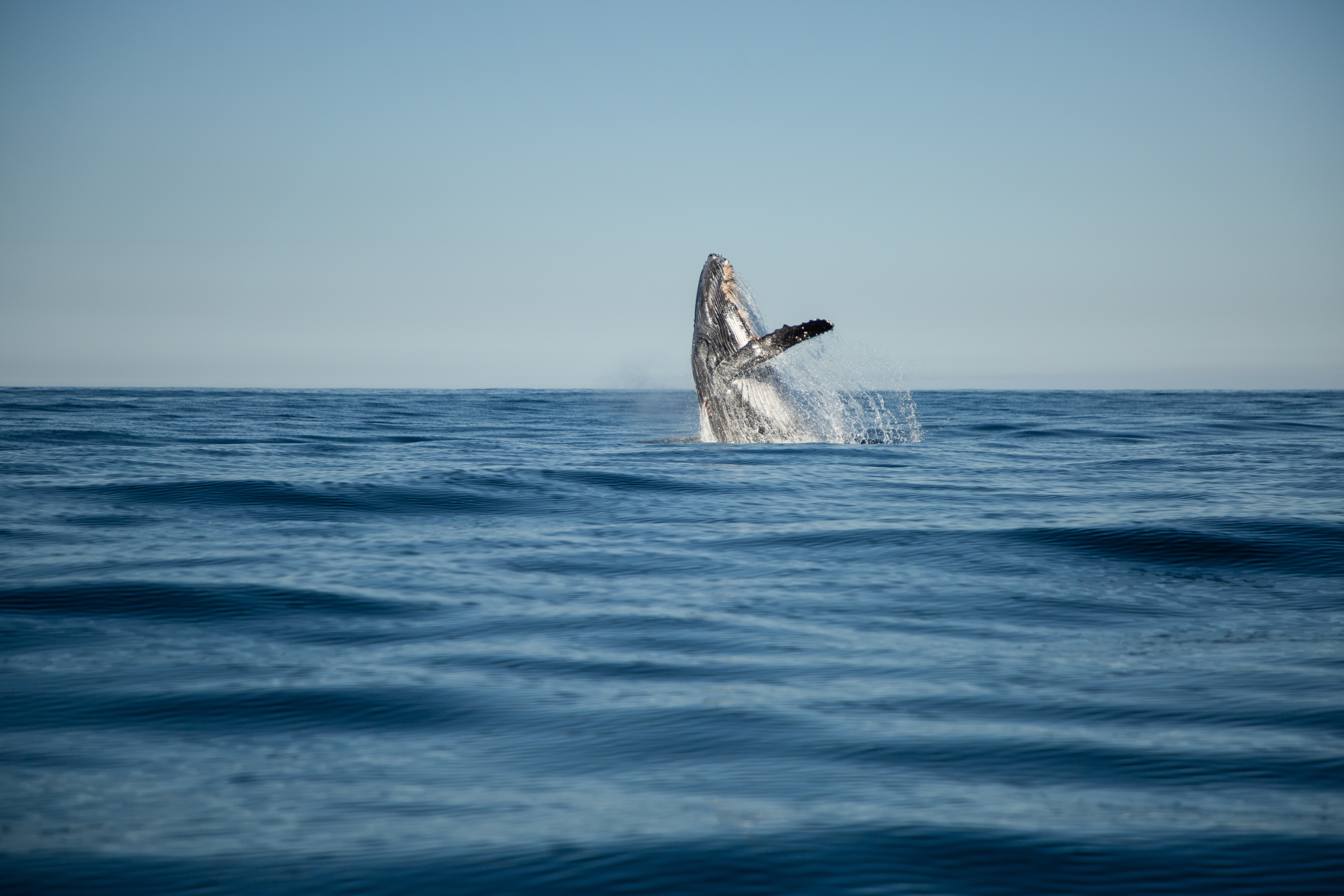 101_SharkVsWhale_07.jpg