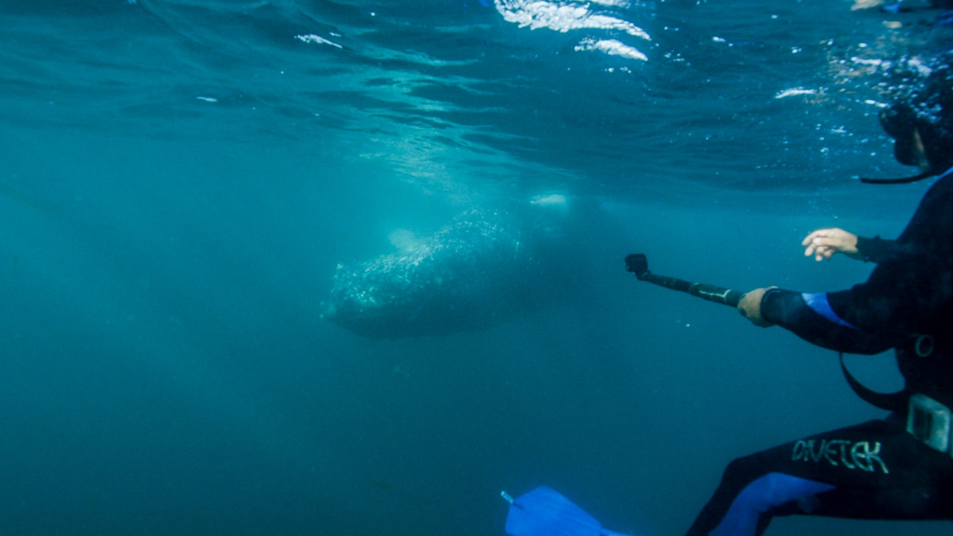 101_SharkVsWhale_15.jpg