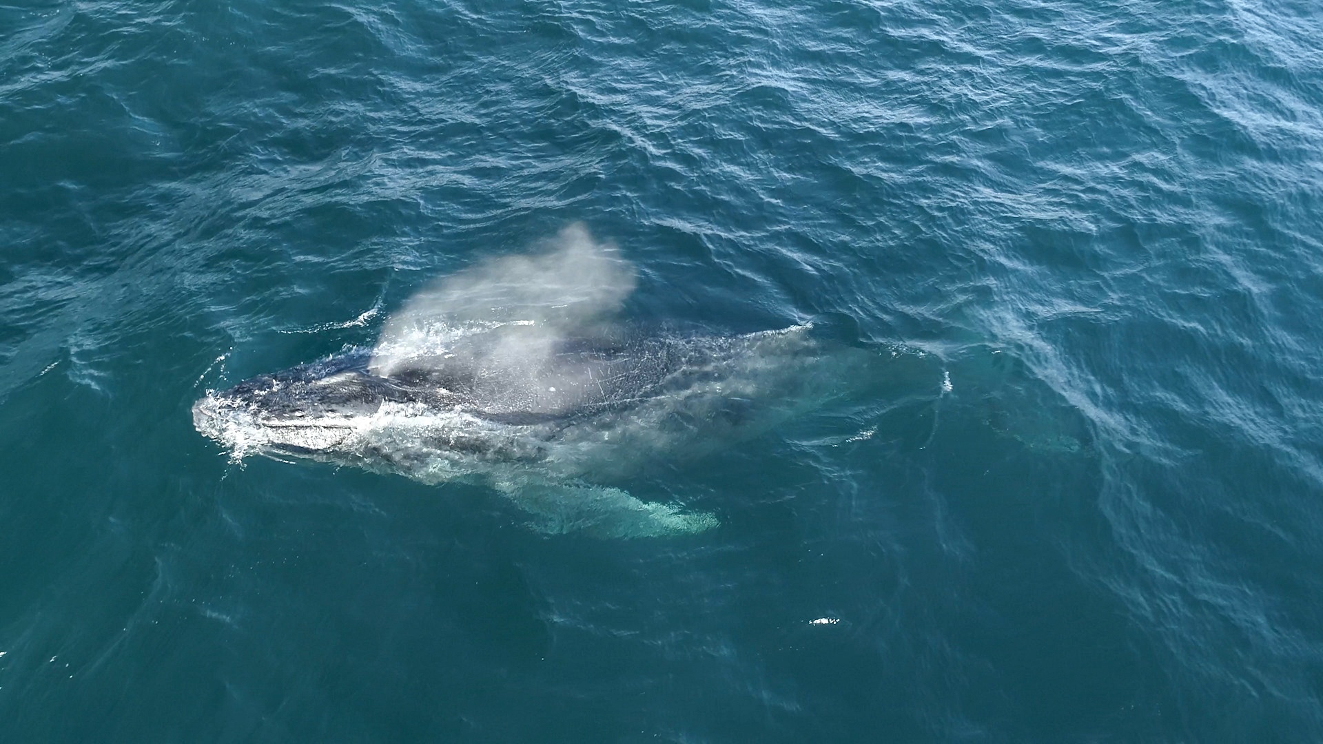 101_SharkVsWhale_16.jpg