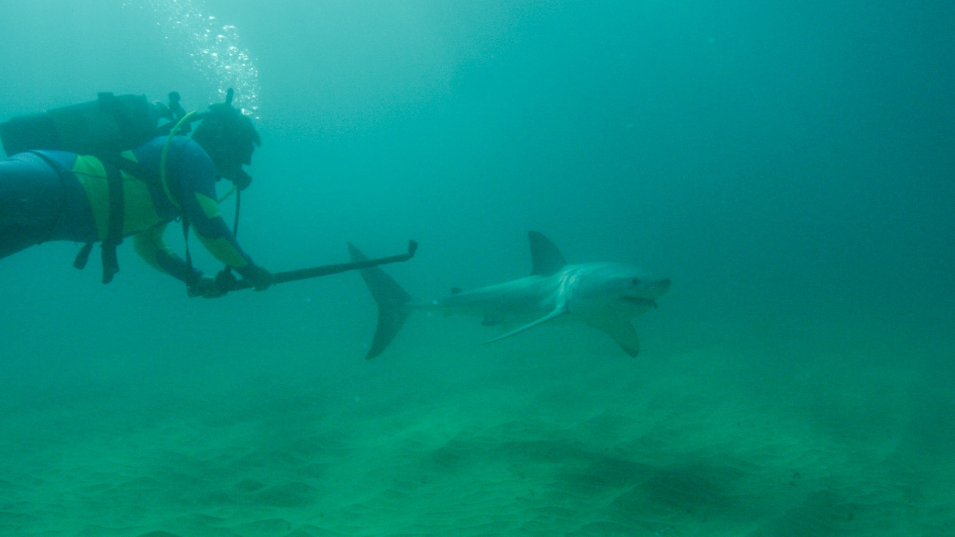 101_SharkVsWhale_22.jpg