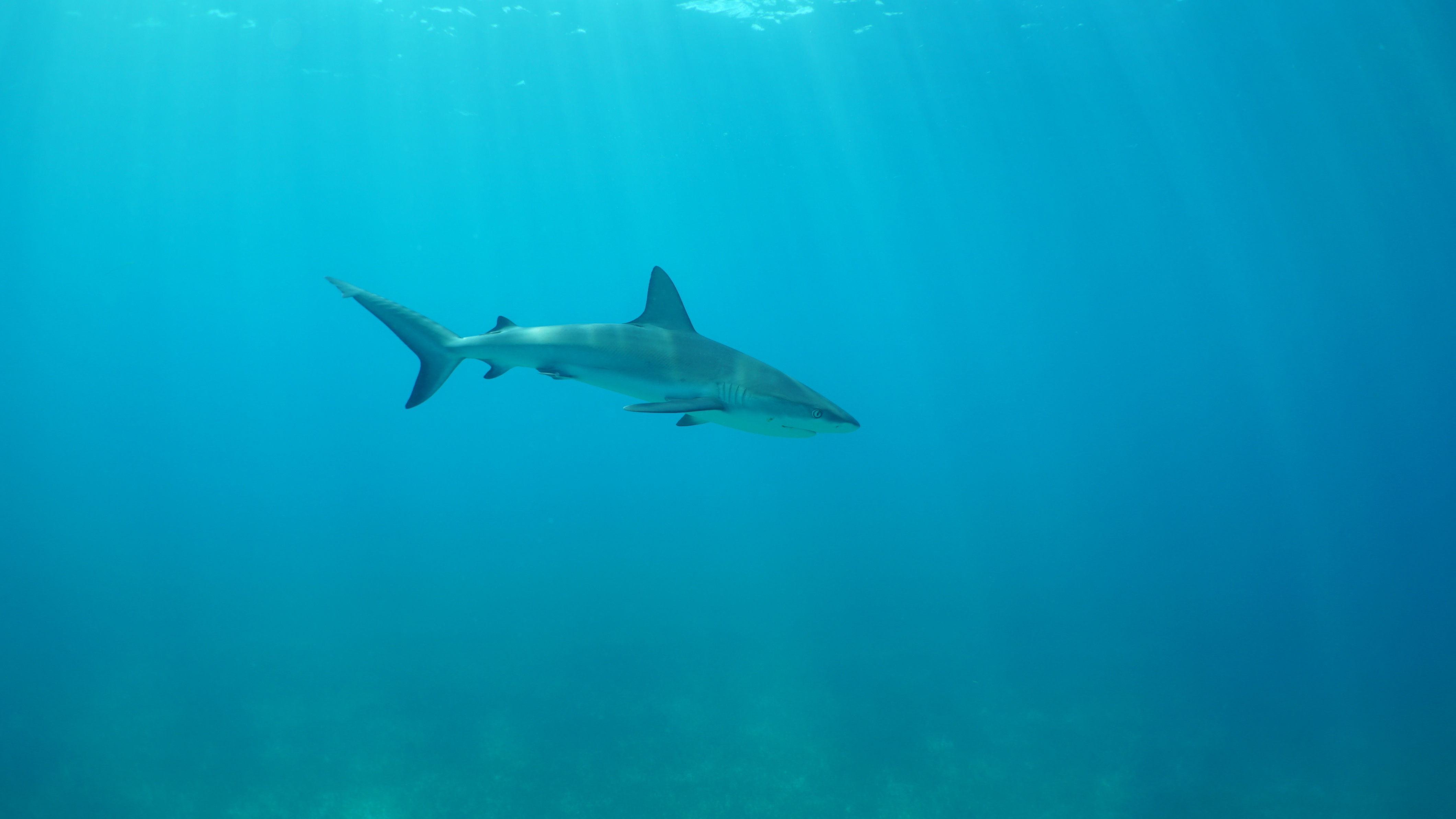 SharksOfTheBermudaTriangle_09.jpg
