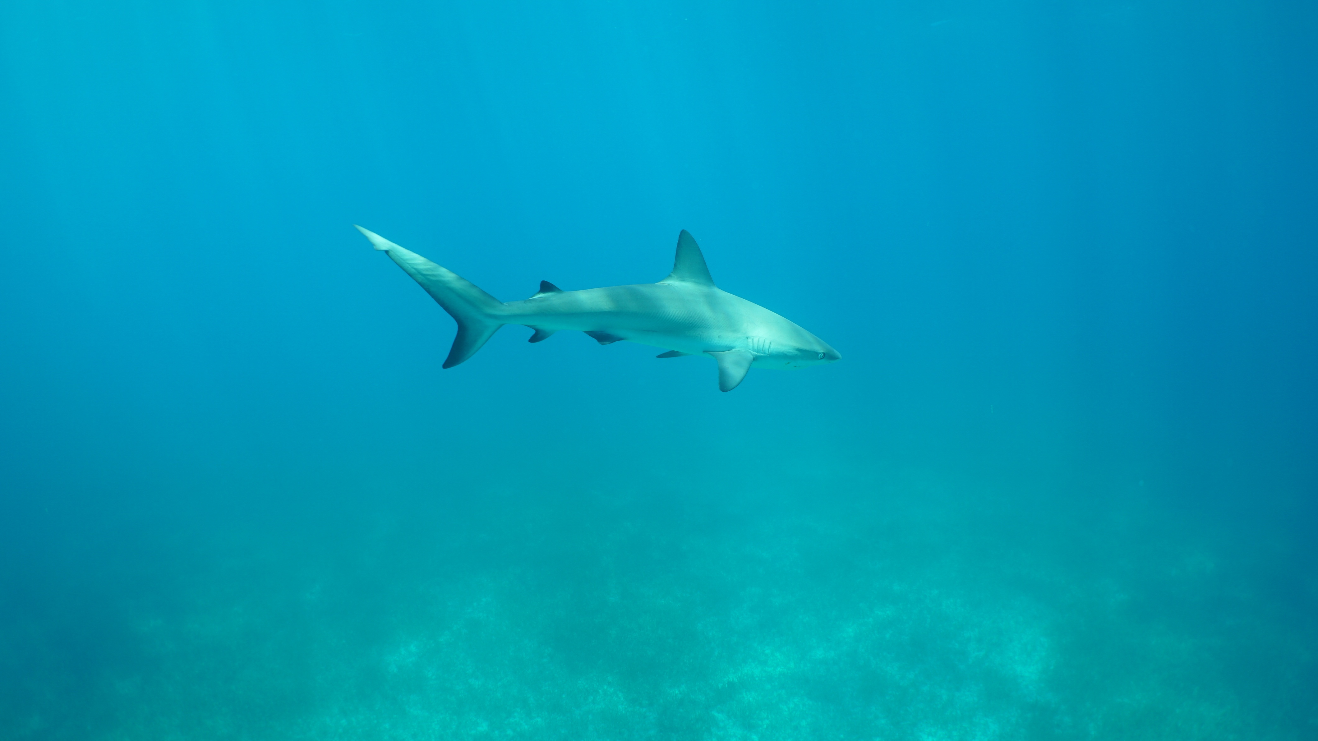 SharksOfTheBermudaTriangle_10.jpg