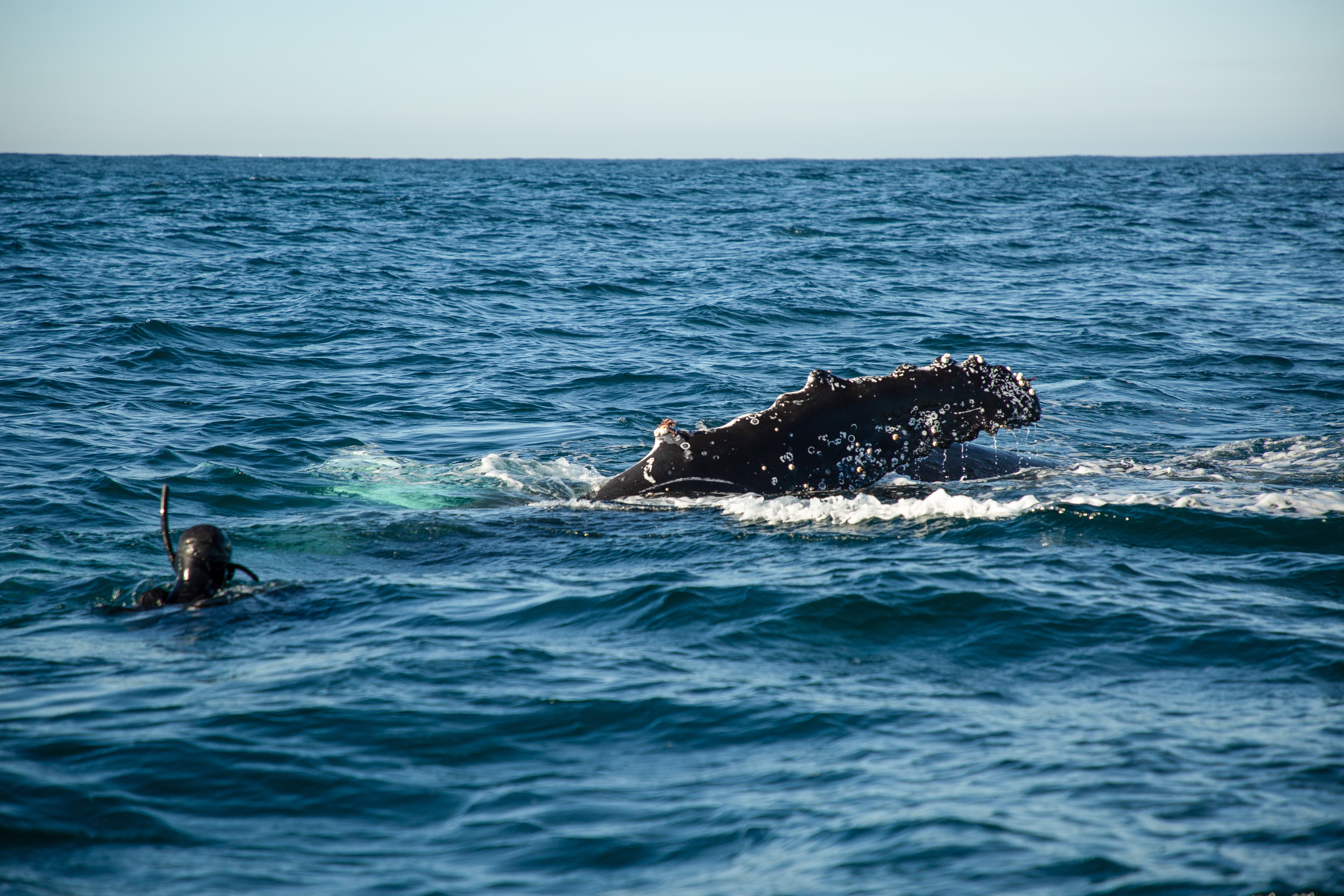 101_SharkVsWhale_05.jpg