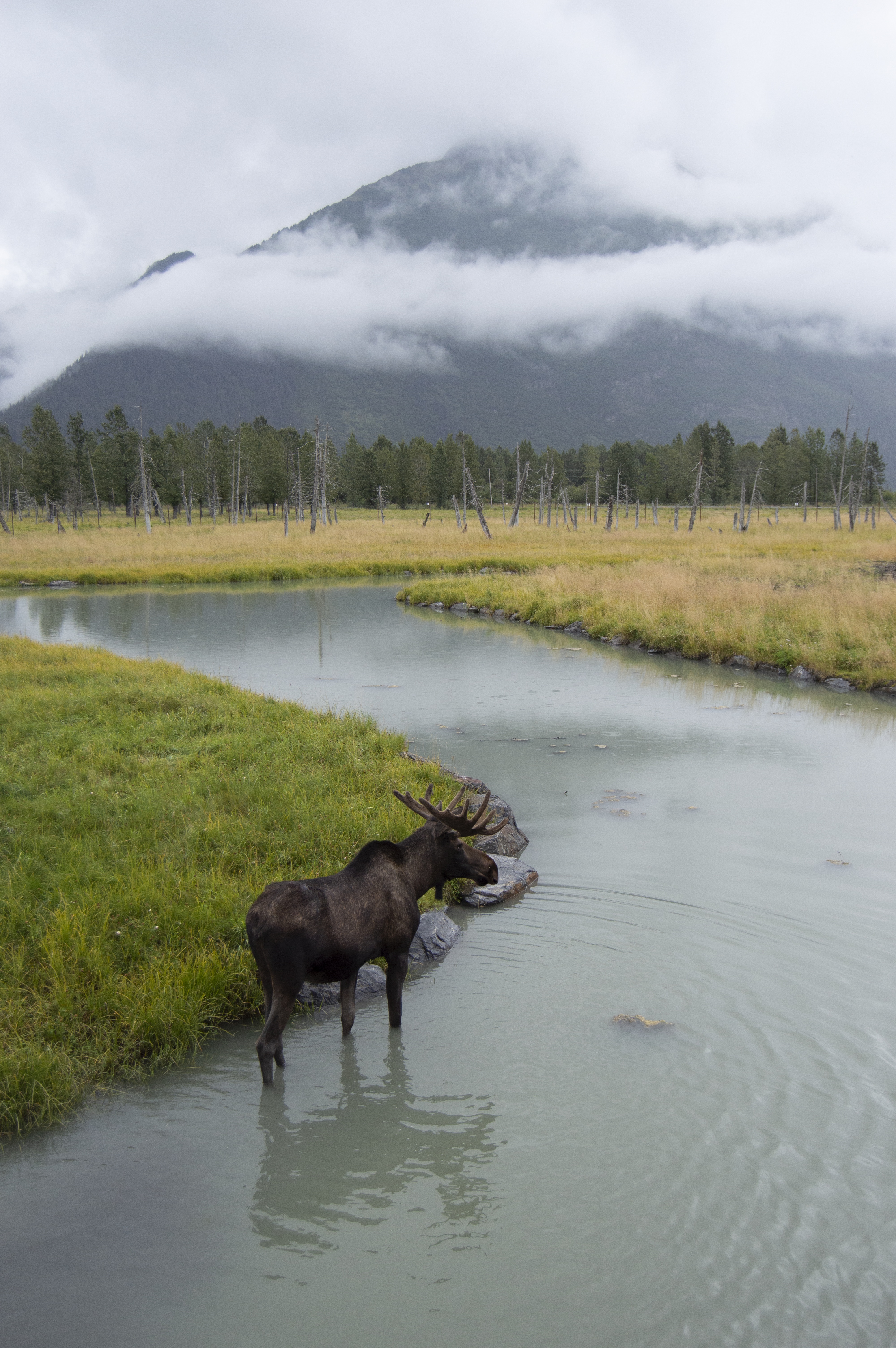 206_WildMooseChase_AlaskaAnimialRescue_010.jpg