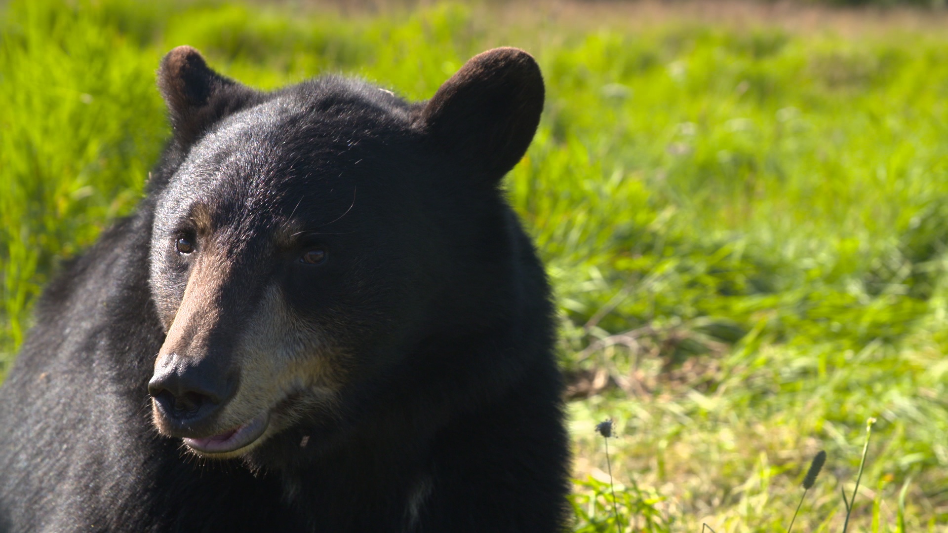 206_WildMooseChase_AlaskaAnimialRescue_020.jpg