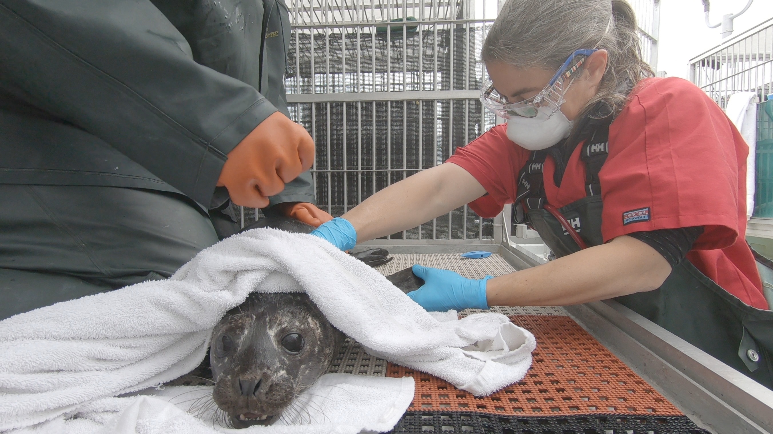 207_BearWitchProject_AlaskaAnimalRescue_LR_02.JPG