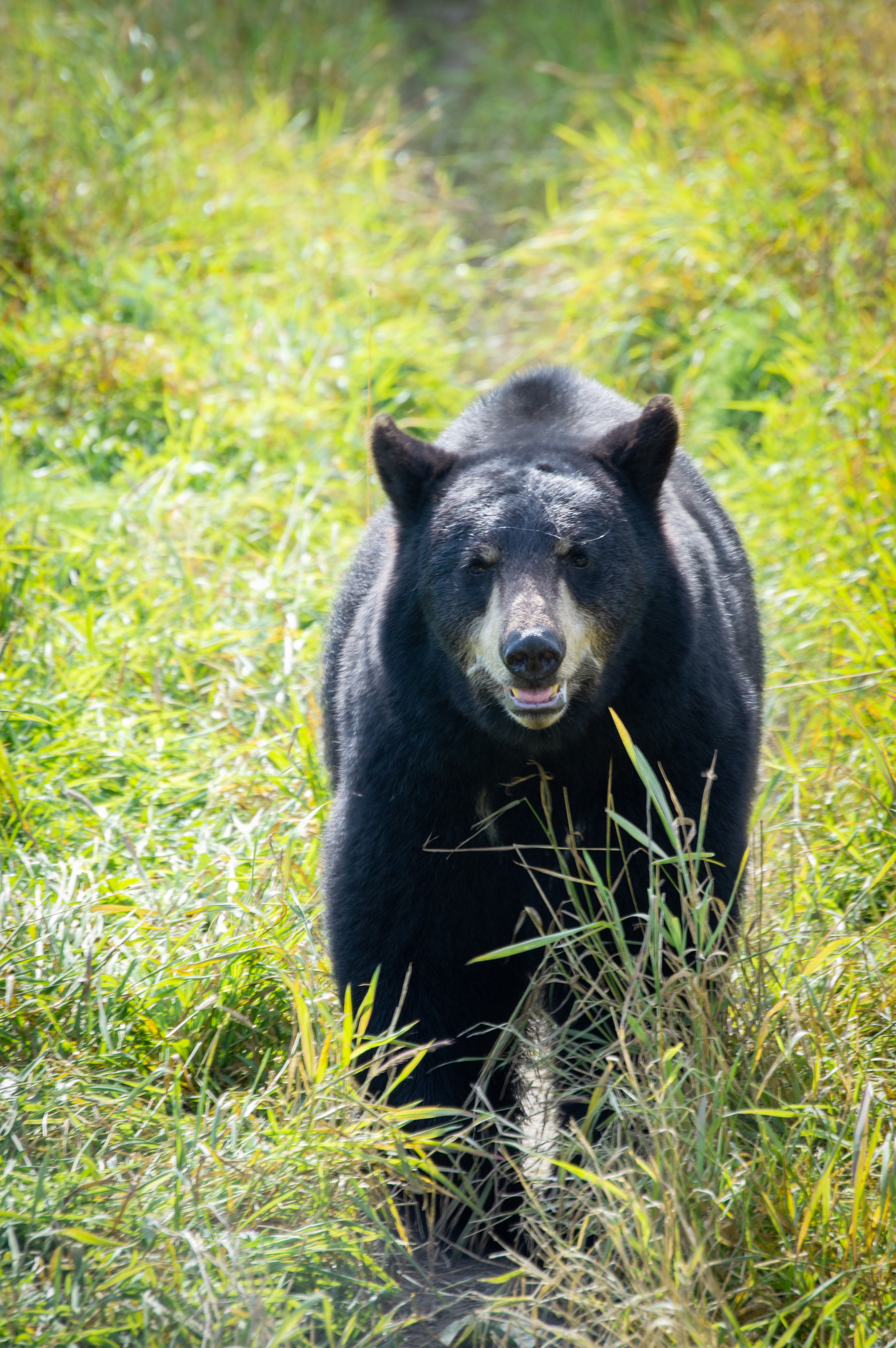 208_AlaskaAnimalRescue_009.jpg