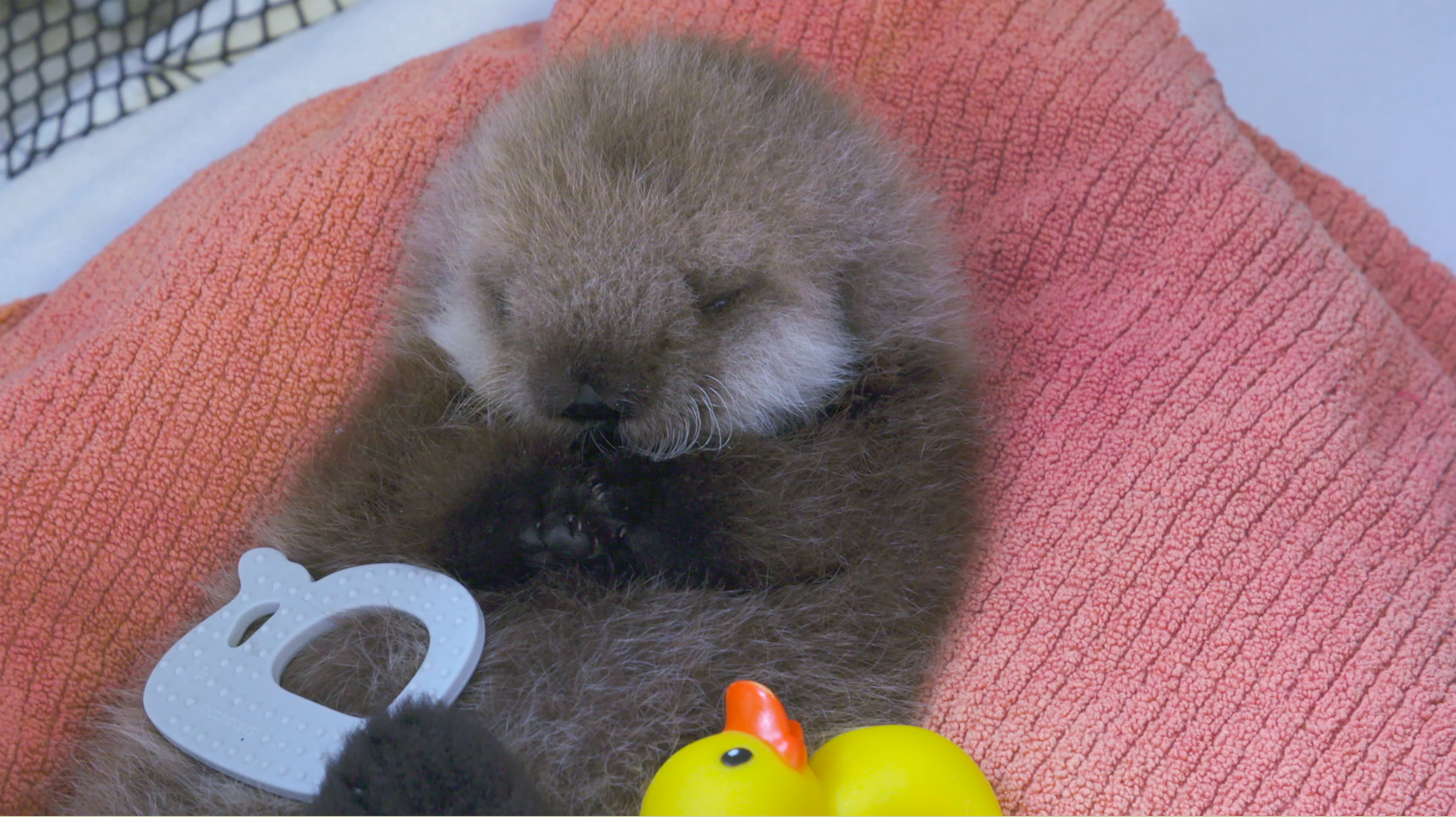 208_AlaskaAnimalRescue_017.jpg