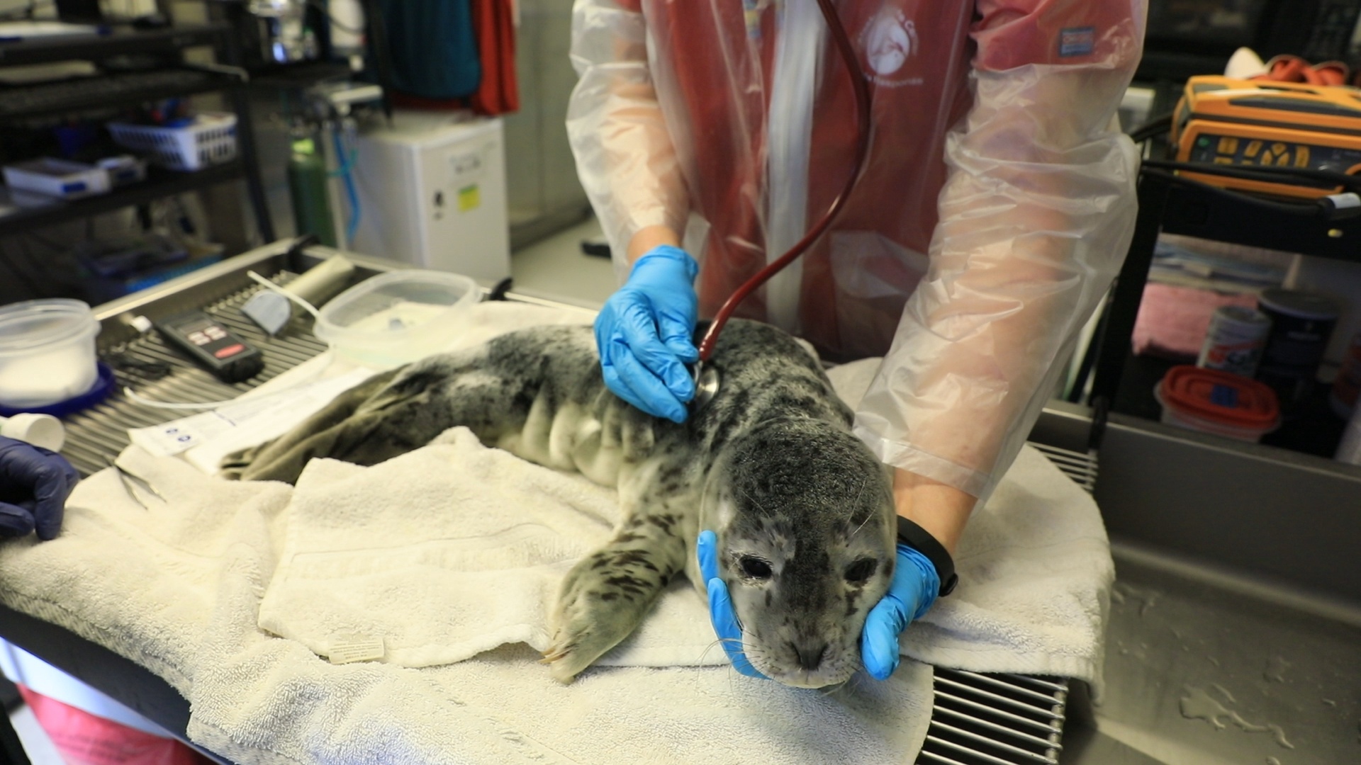 204_ThrillsAndQuills_AlaskaAnimialRescue_013.jpg