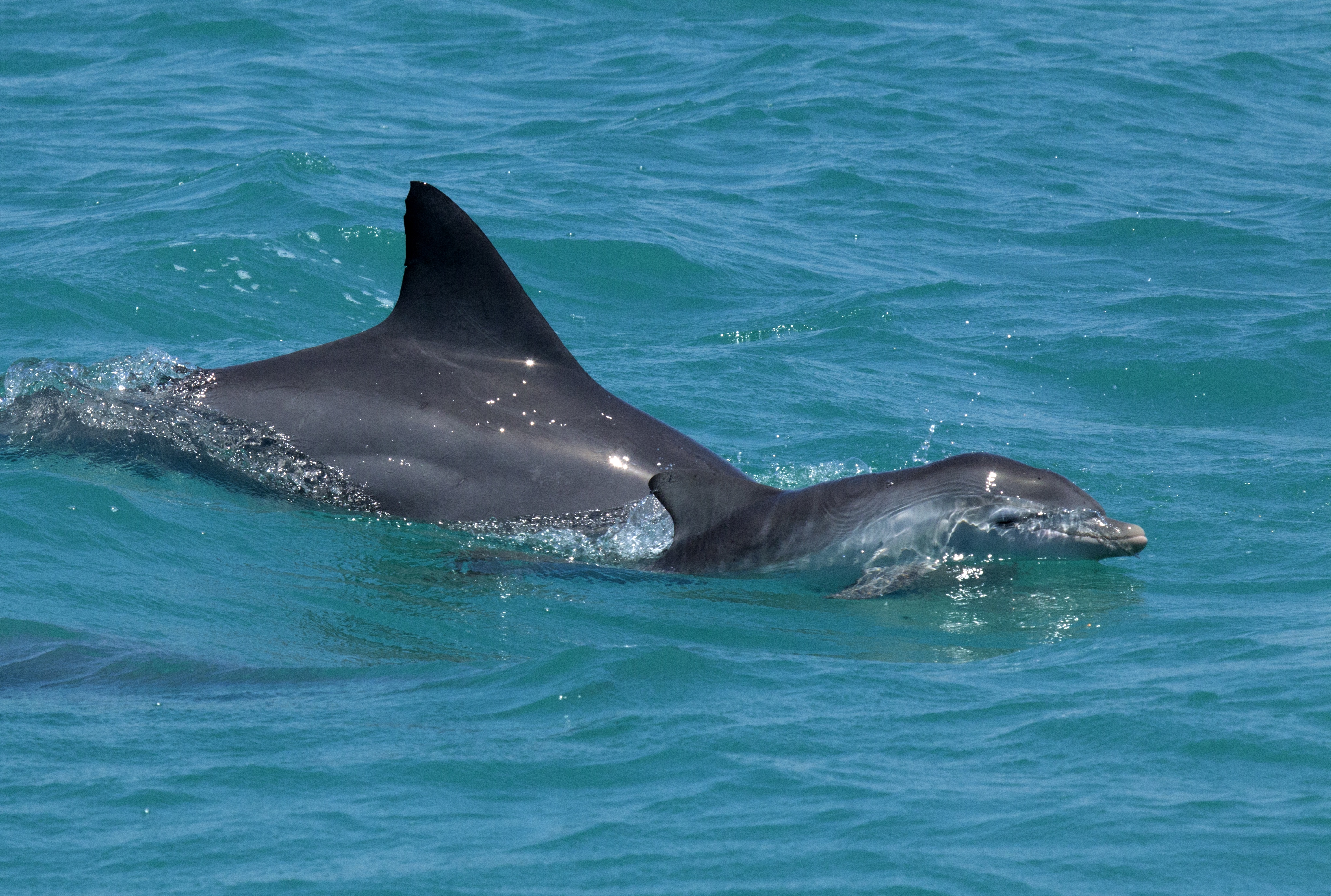 Le royaume des dauphins 9.jpg