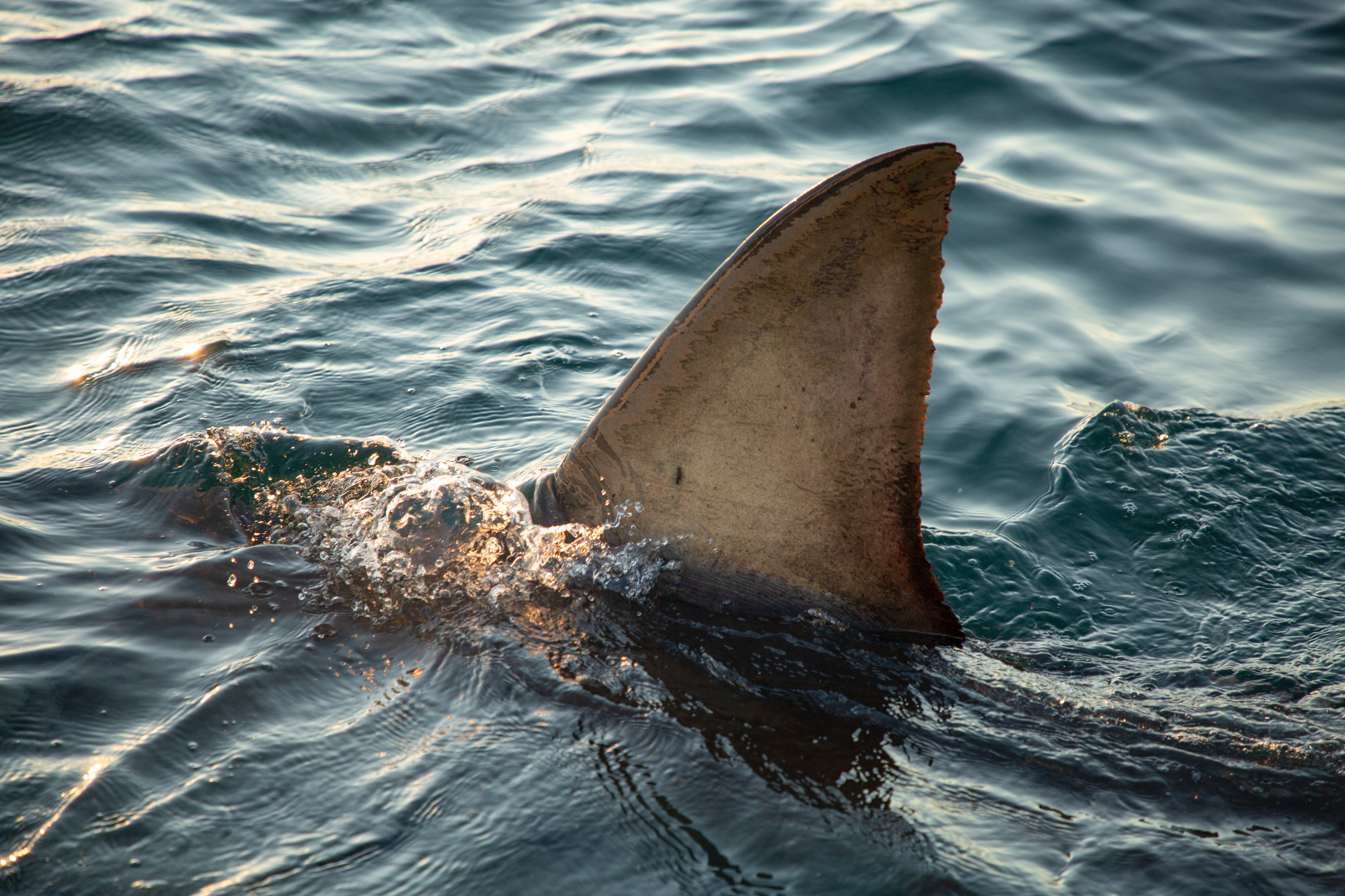 Requin vs Baleine 3.jpg