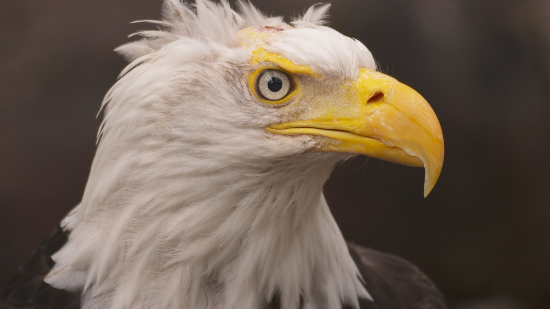 SOS Animaux Alaska  Amis pour la vie 4.jpg