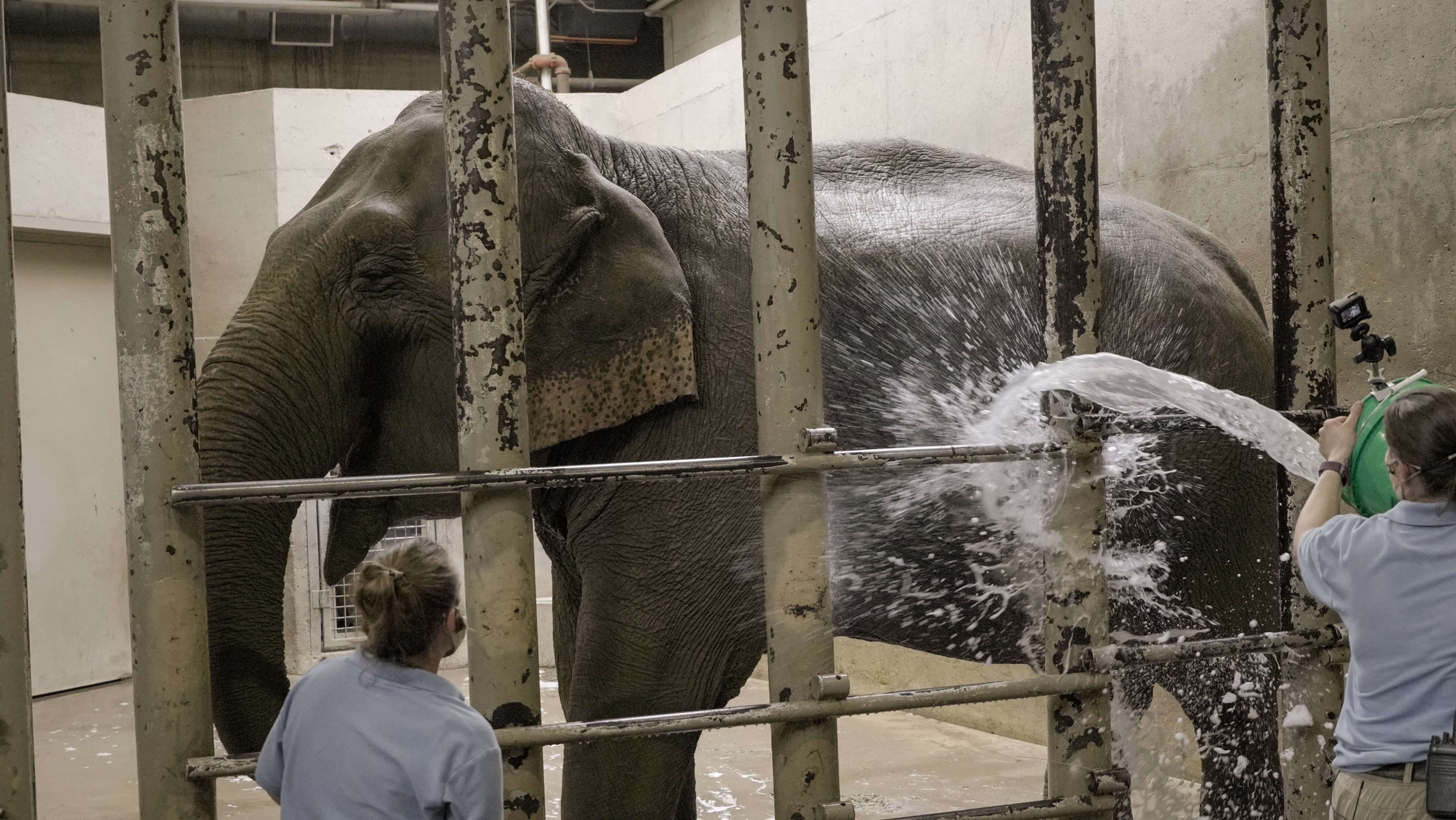 Au cœur du zoo  Le roi de la jungle 3.jpg