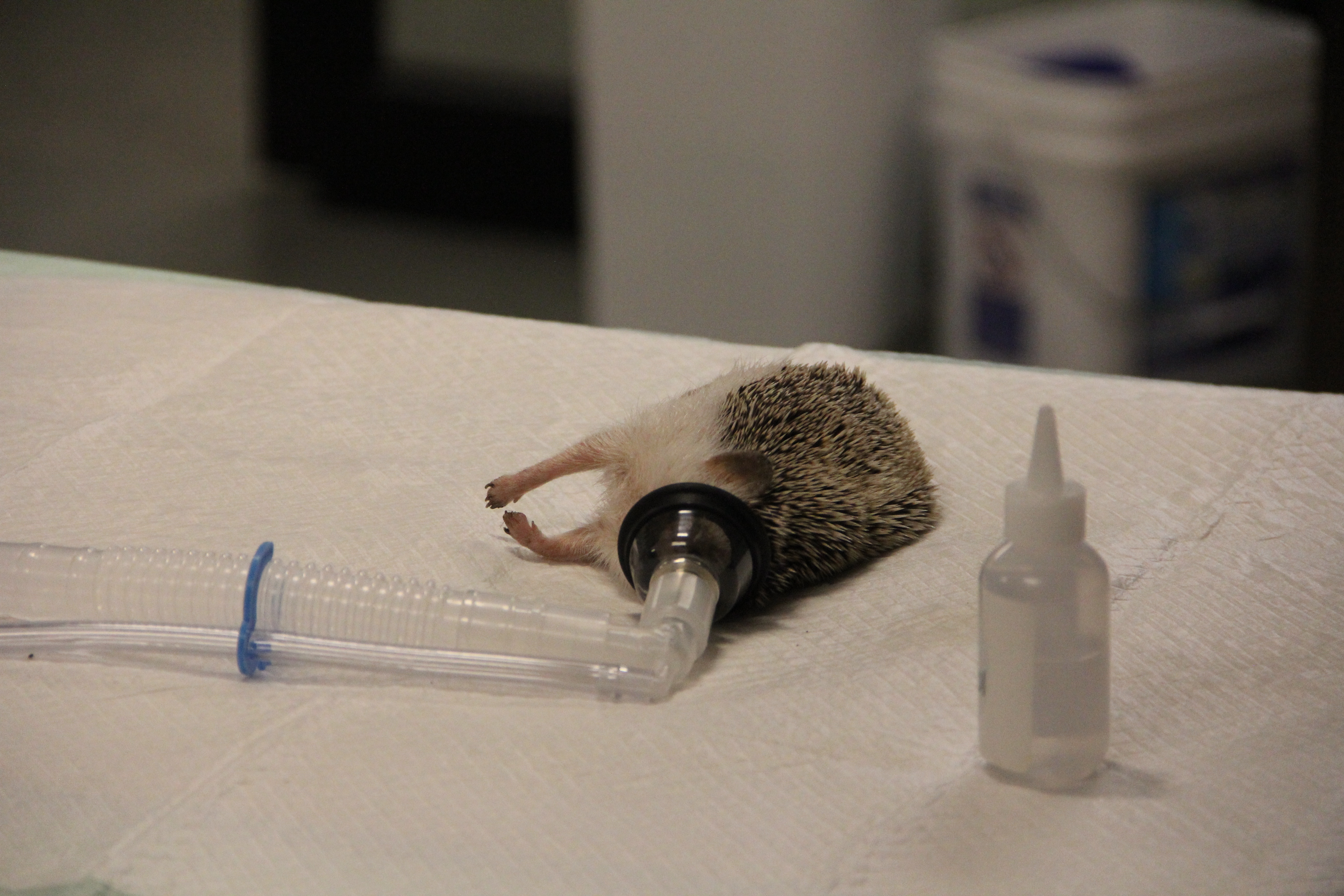 Dr T, vétérinaire du Texas  Extraction épineuse 3.jpg