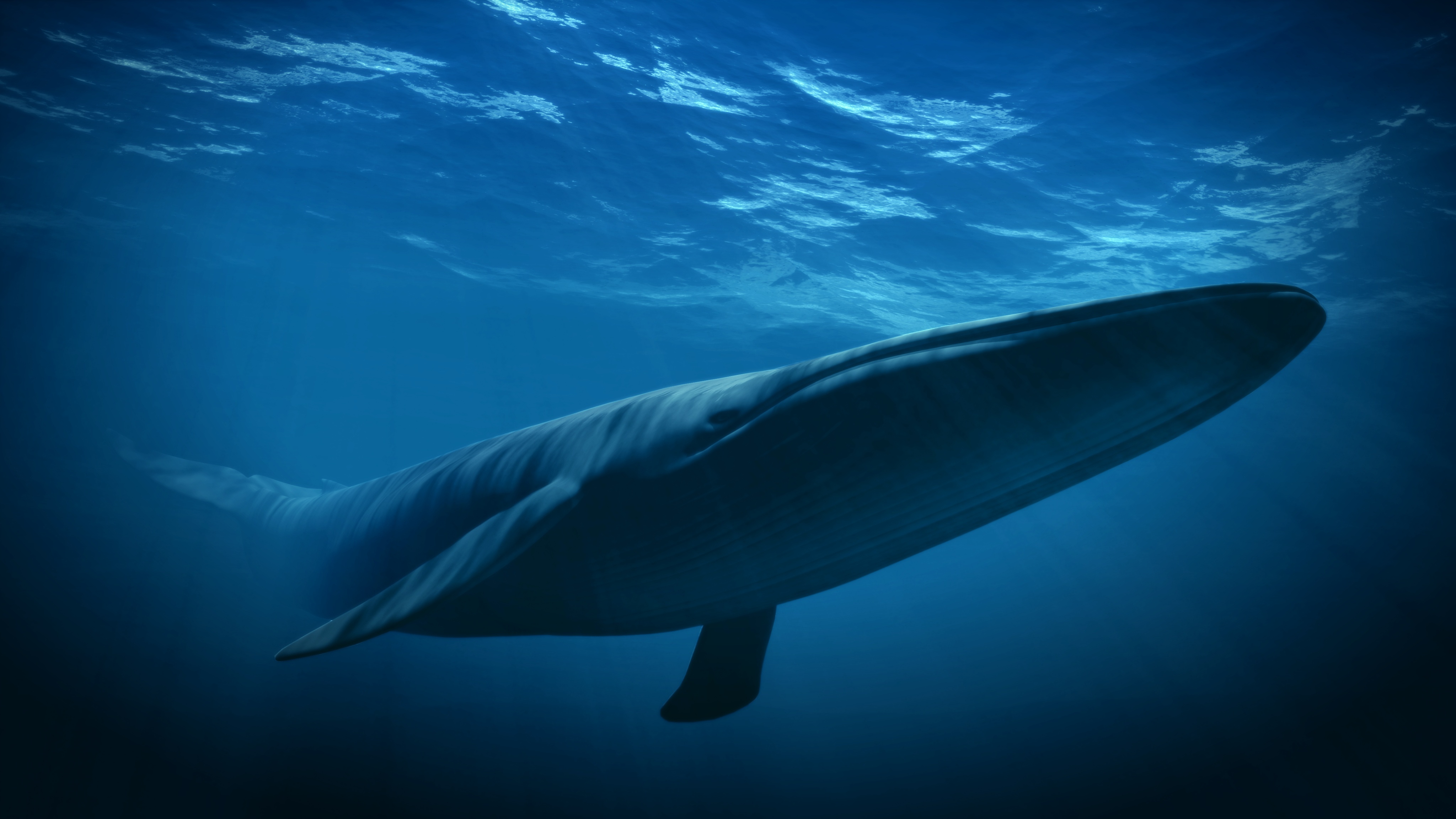 Le royaume de la baleine bleue 4.JPG